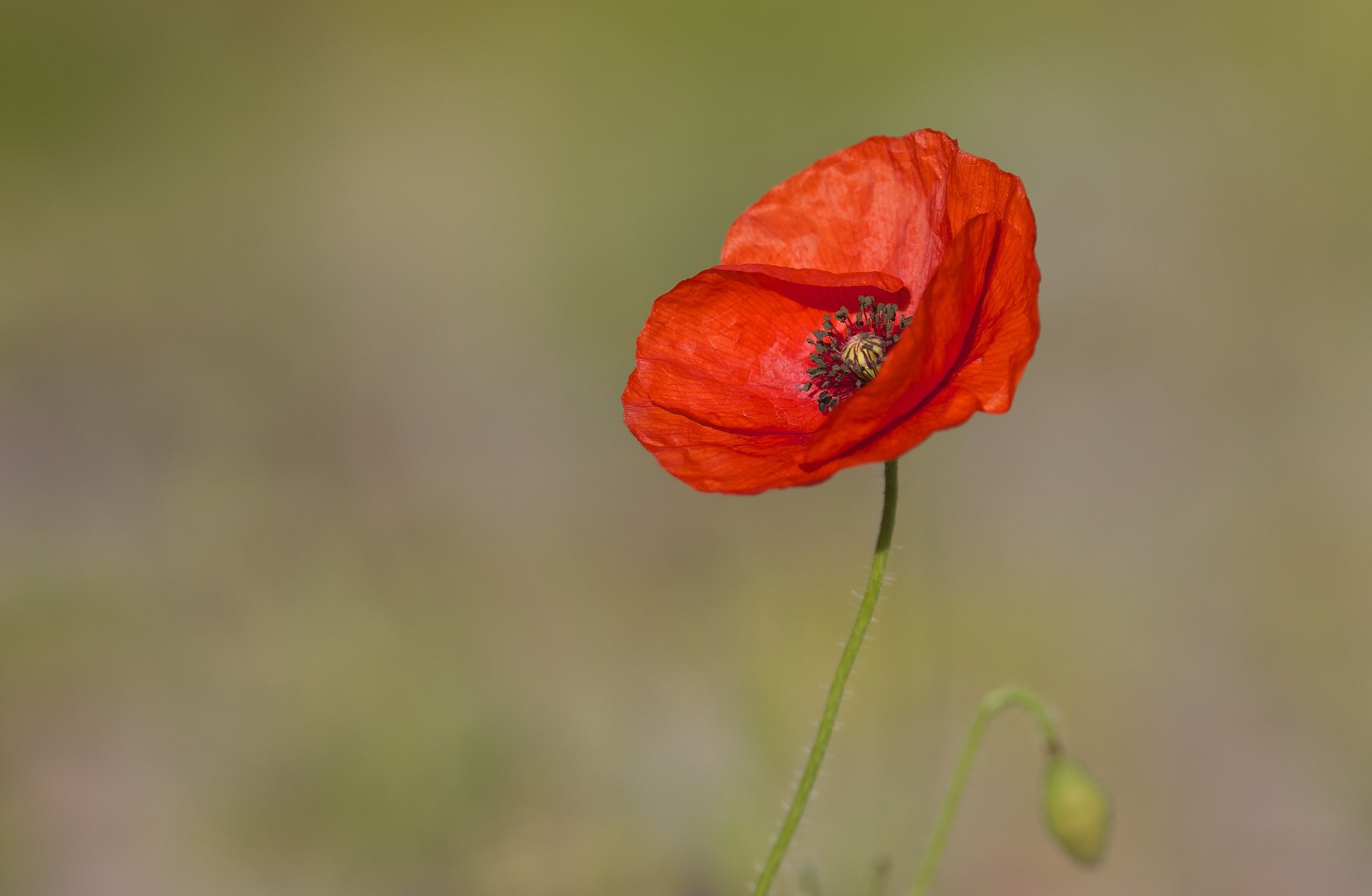 Red poppy flower with bud HD Wallpaper