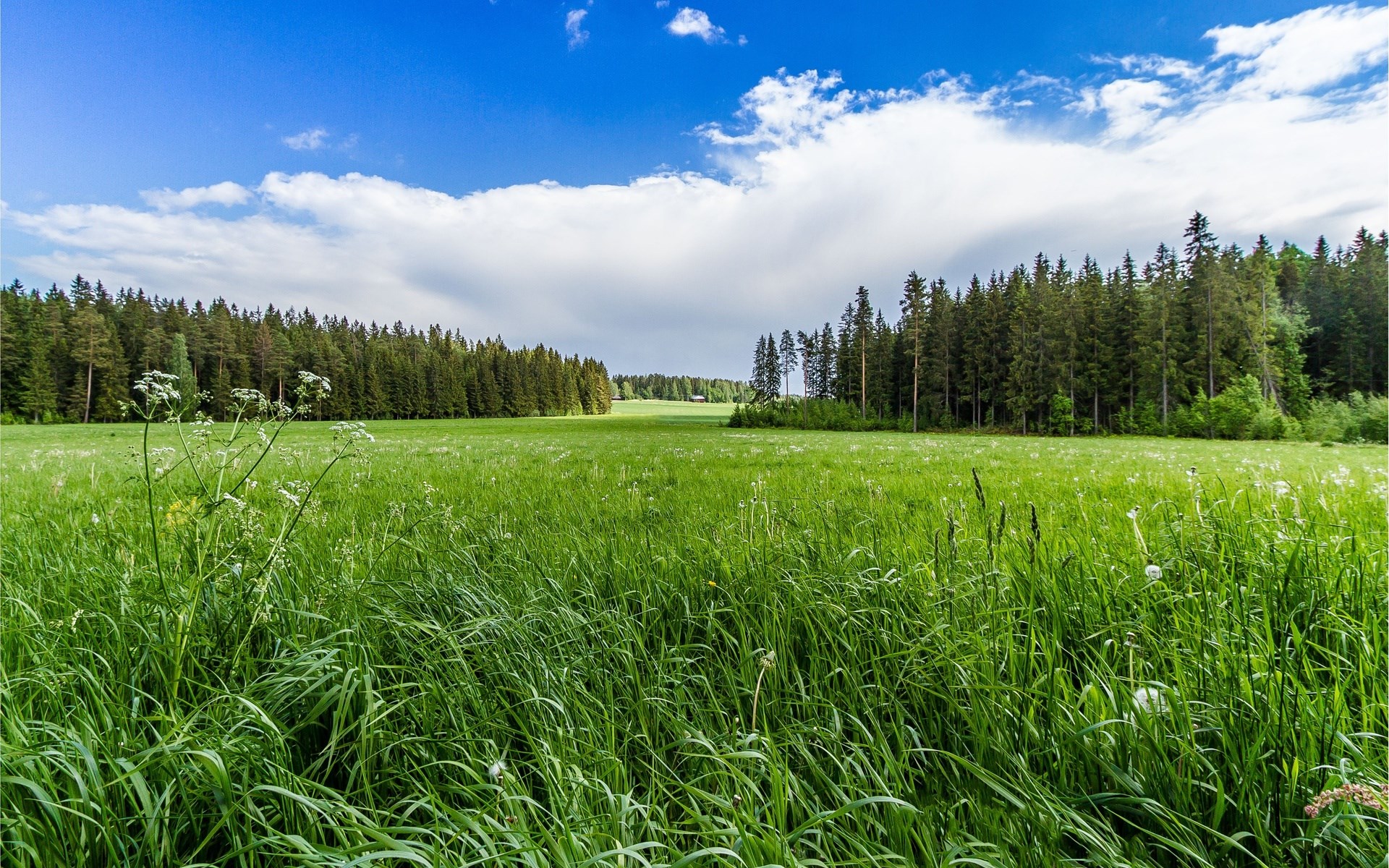 Green meadow with trees under a blue sky HD Wallpaper