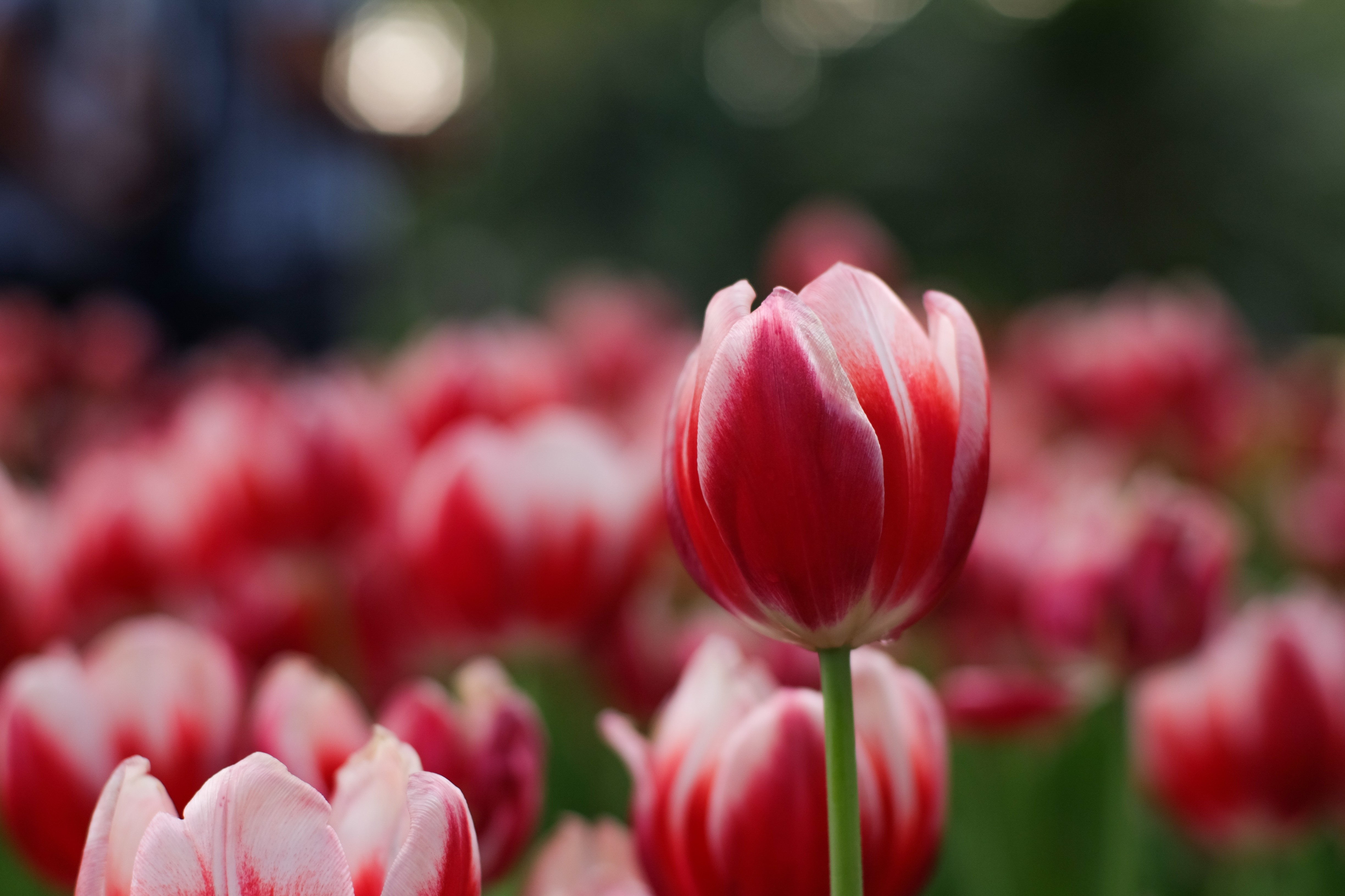 4K Red Tulips Field HD Wallpaper
