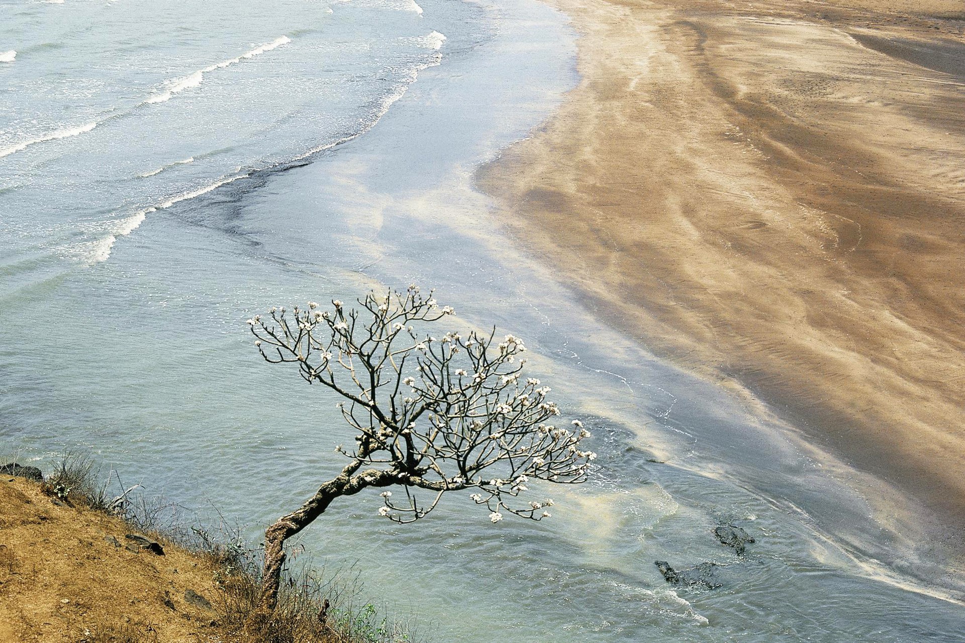Tree on a cliff overlooking a beach and ocean HD Wallpaper