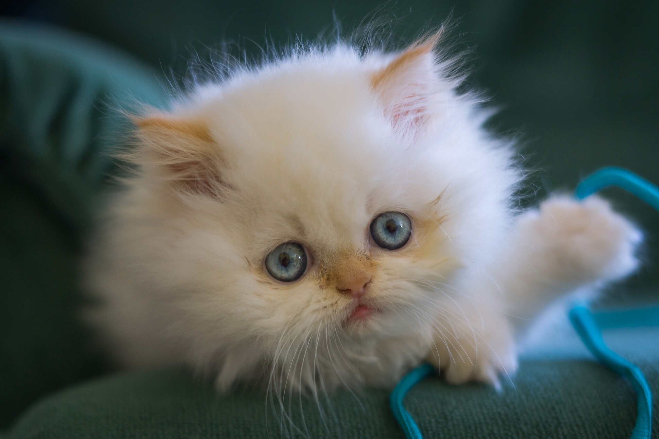 Fluffy white kitten with blue eyes playing HD Wallpaper