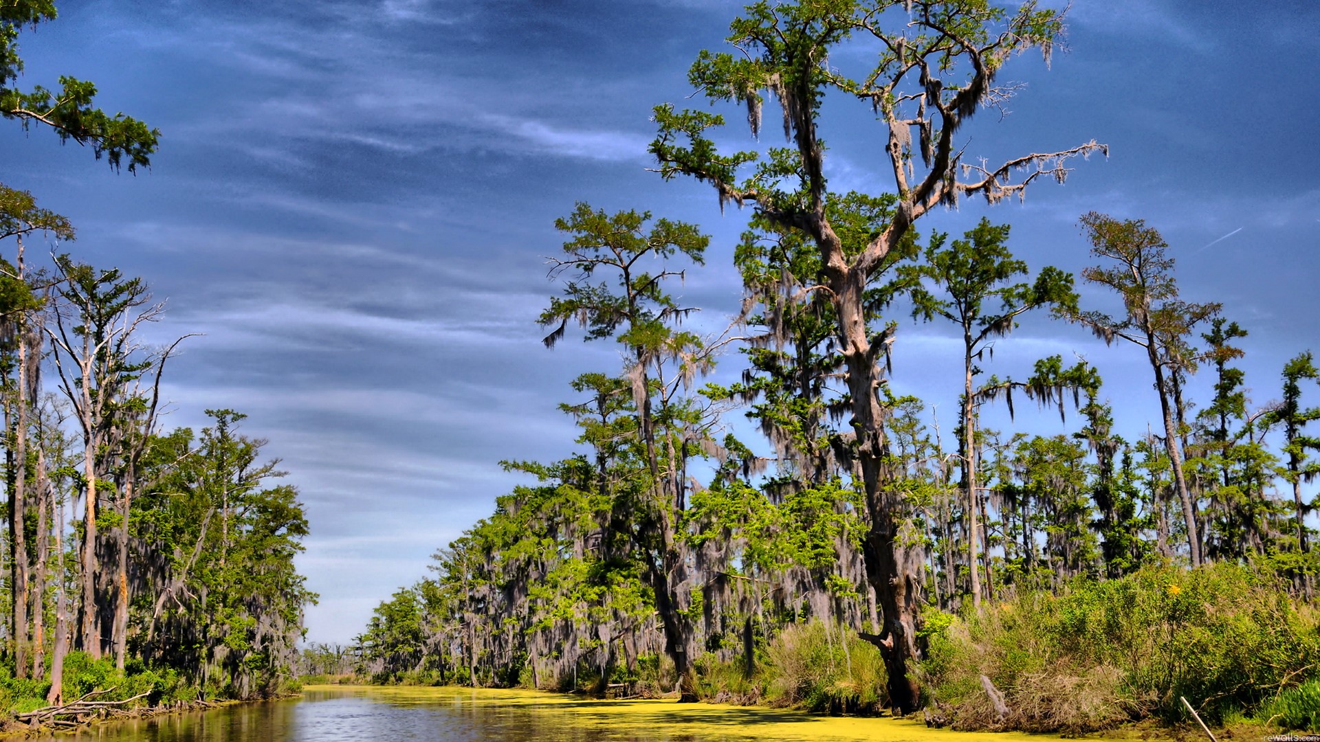 Swampy river with cypress trees and Spanish moss HD Wallpaper