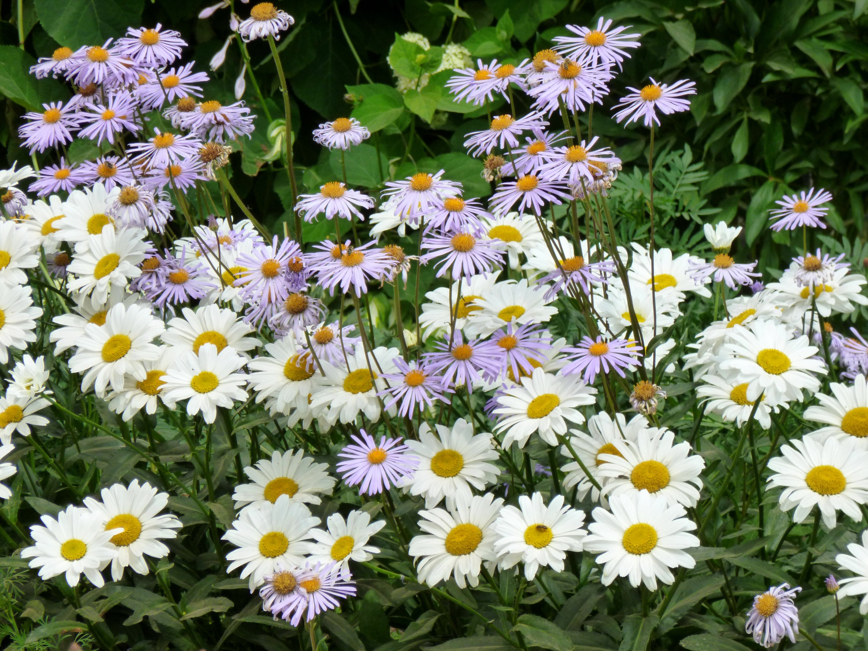 White and purple daisies in a garden HD Wallpaper