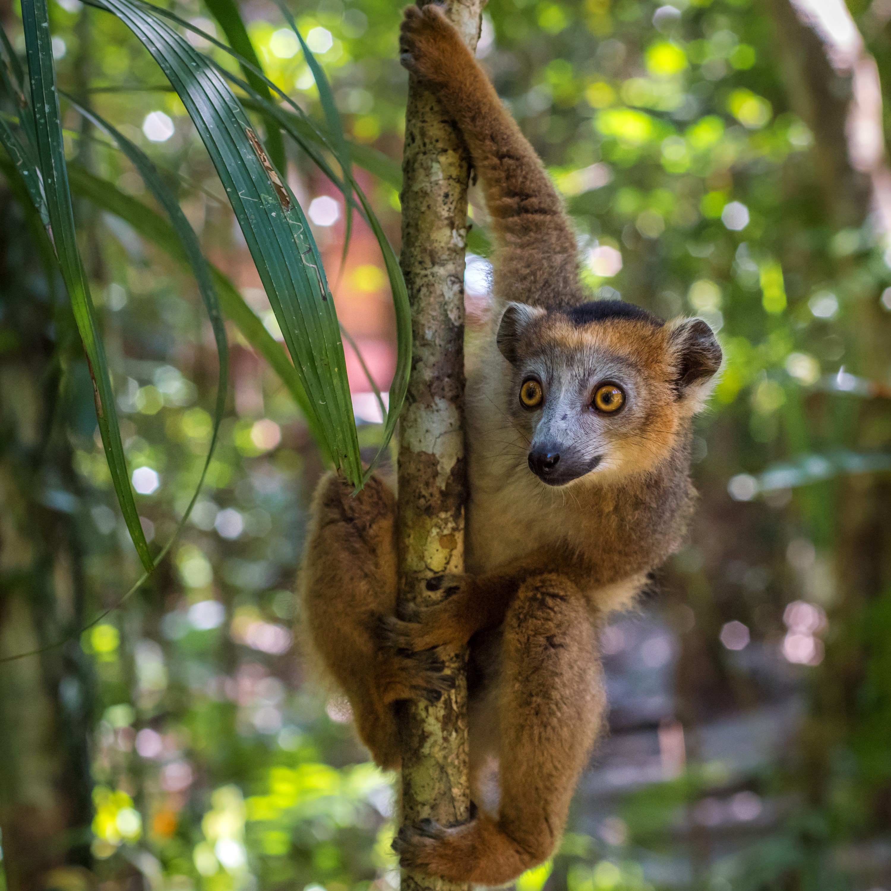 Lemur hanging on a tree trunk HD Wallpaper