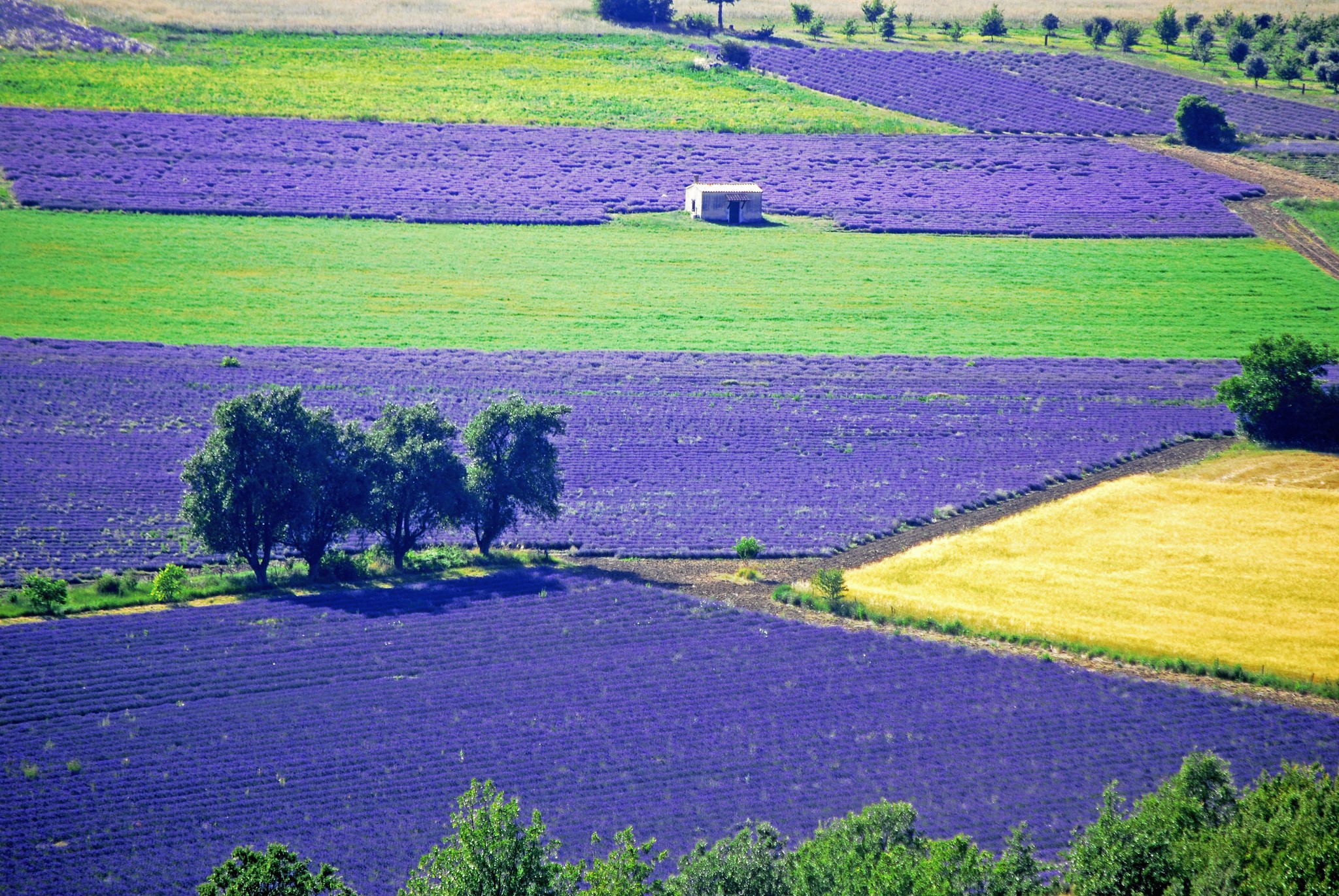Lavender fields and green fields with a small building HD Wallpaper