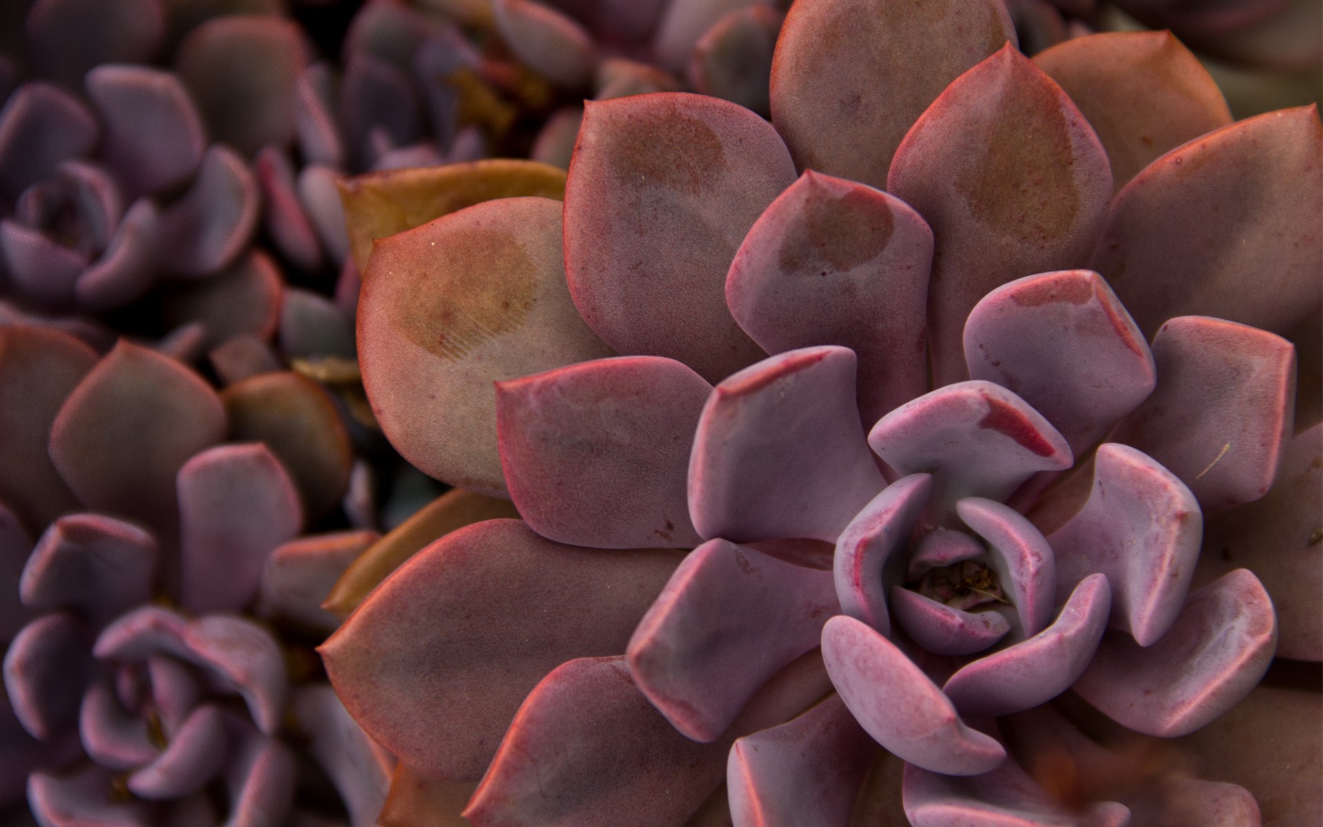 Close-up of a purple succulent plant HD Wallpaper