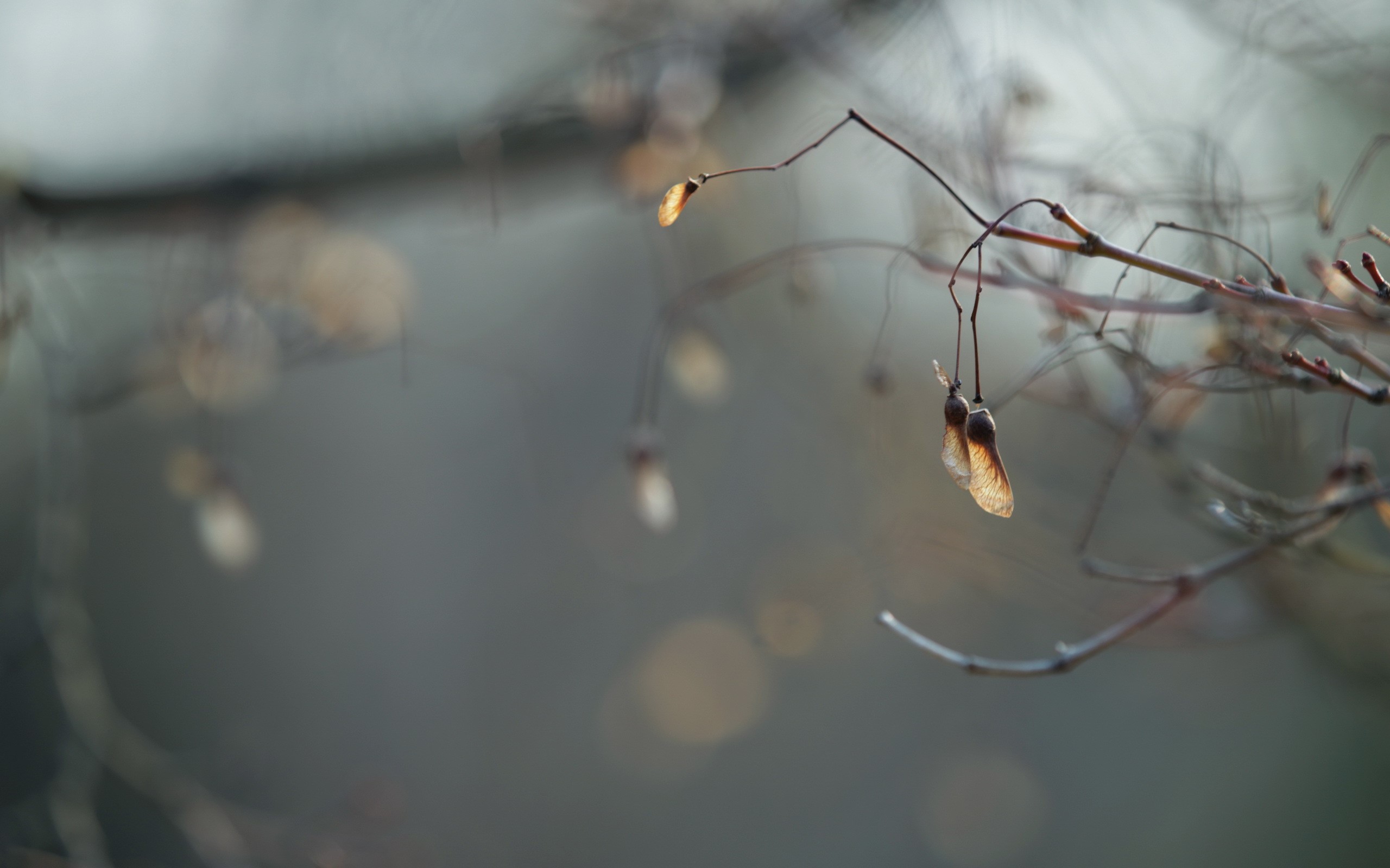 Dried maple seeds hanging from bare branches HD Wallpaper