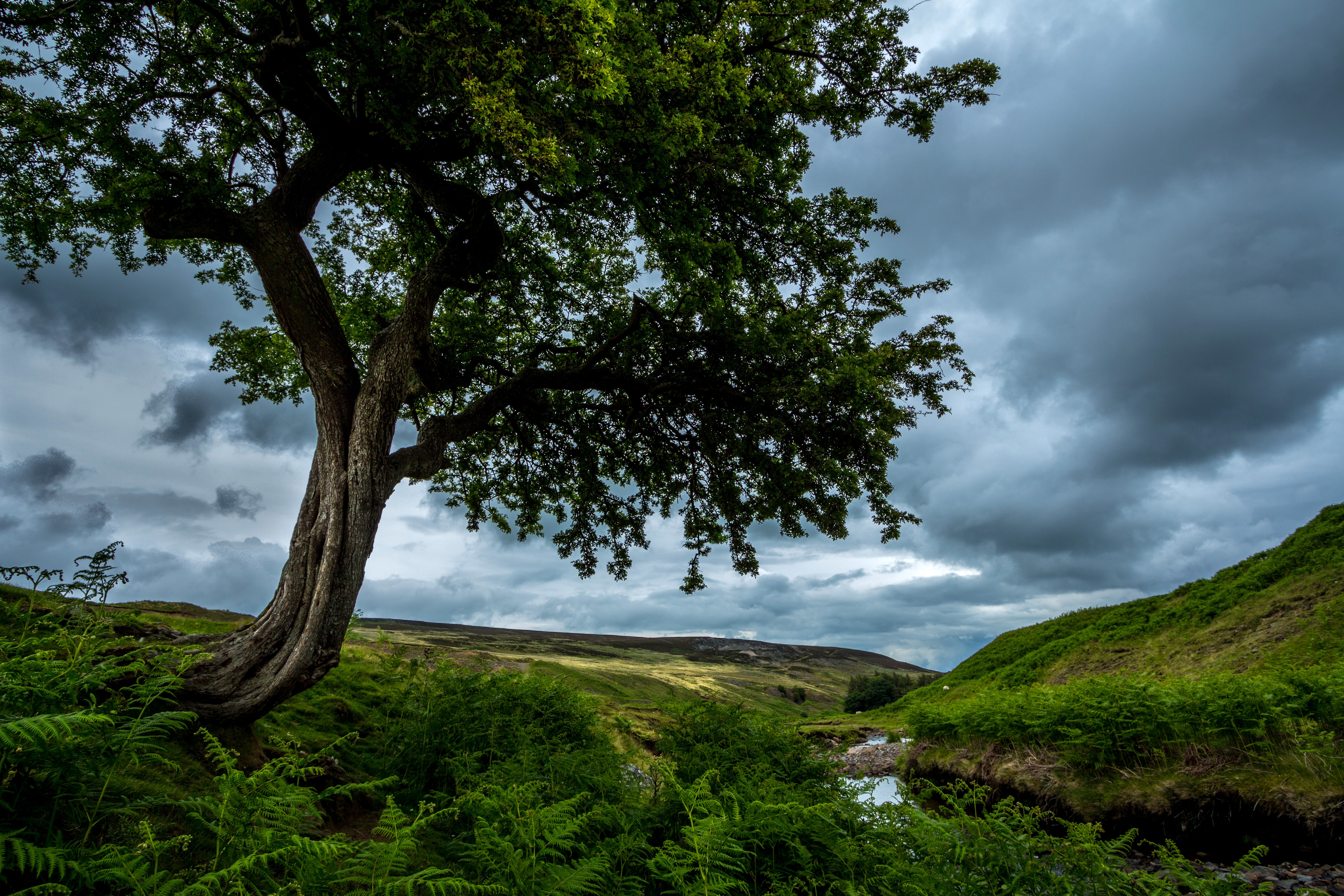 Weardale England Grasslands Trees Shrubs 4K HD Wallpaper