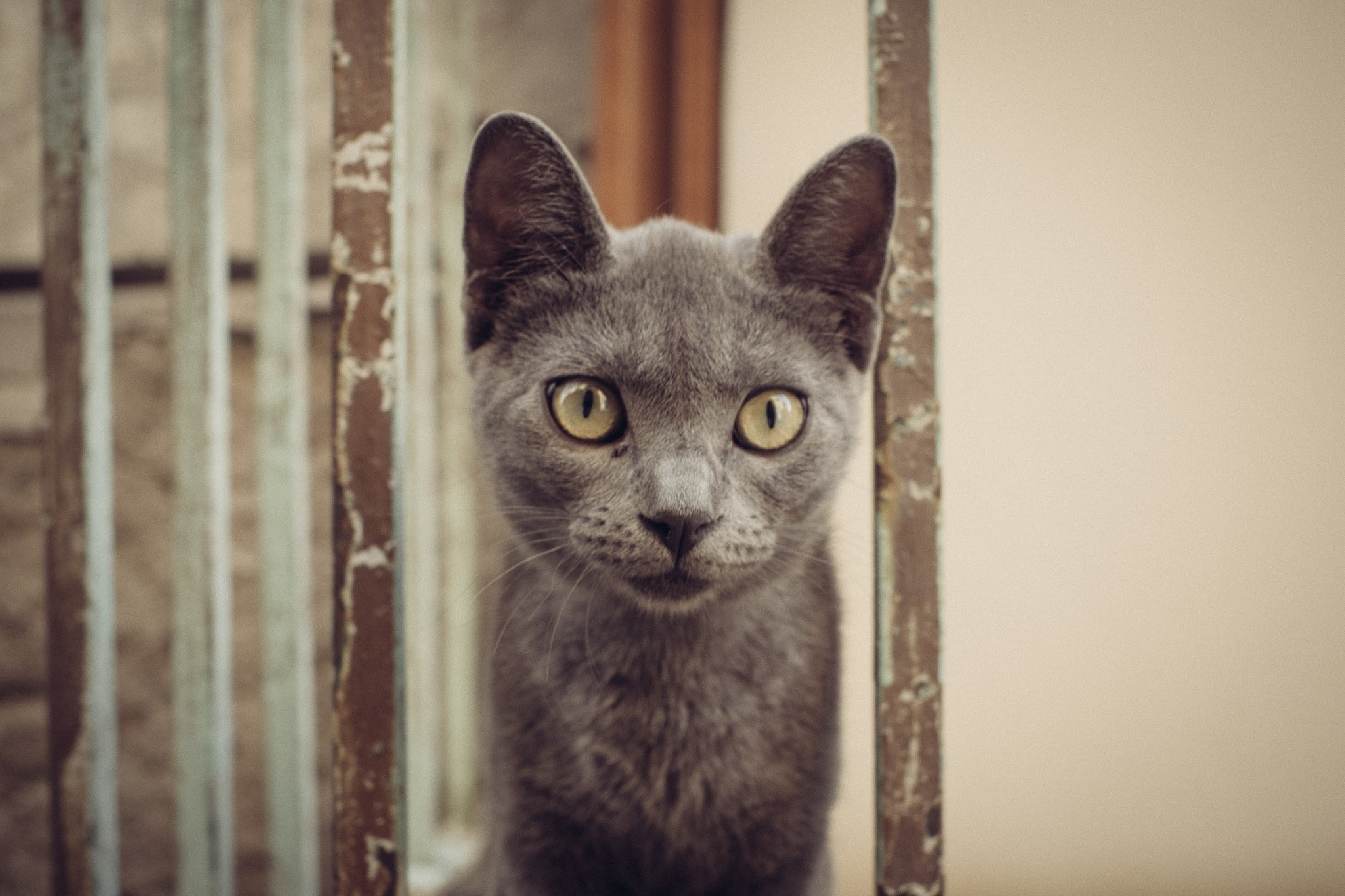 Grey cat peeking through bars HD Wallpaper
