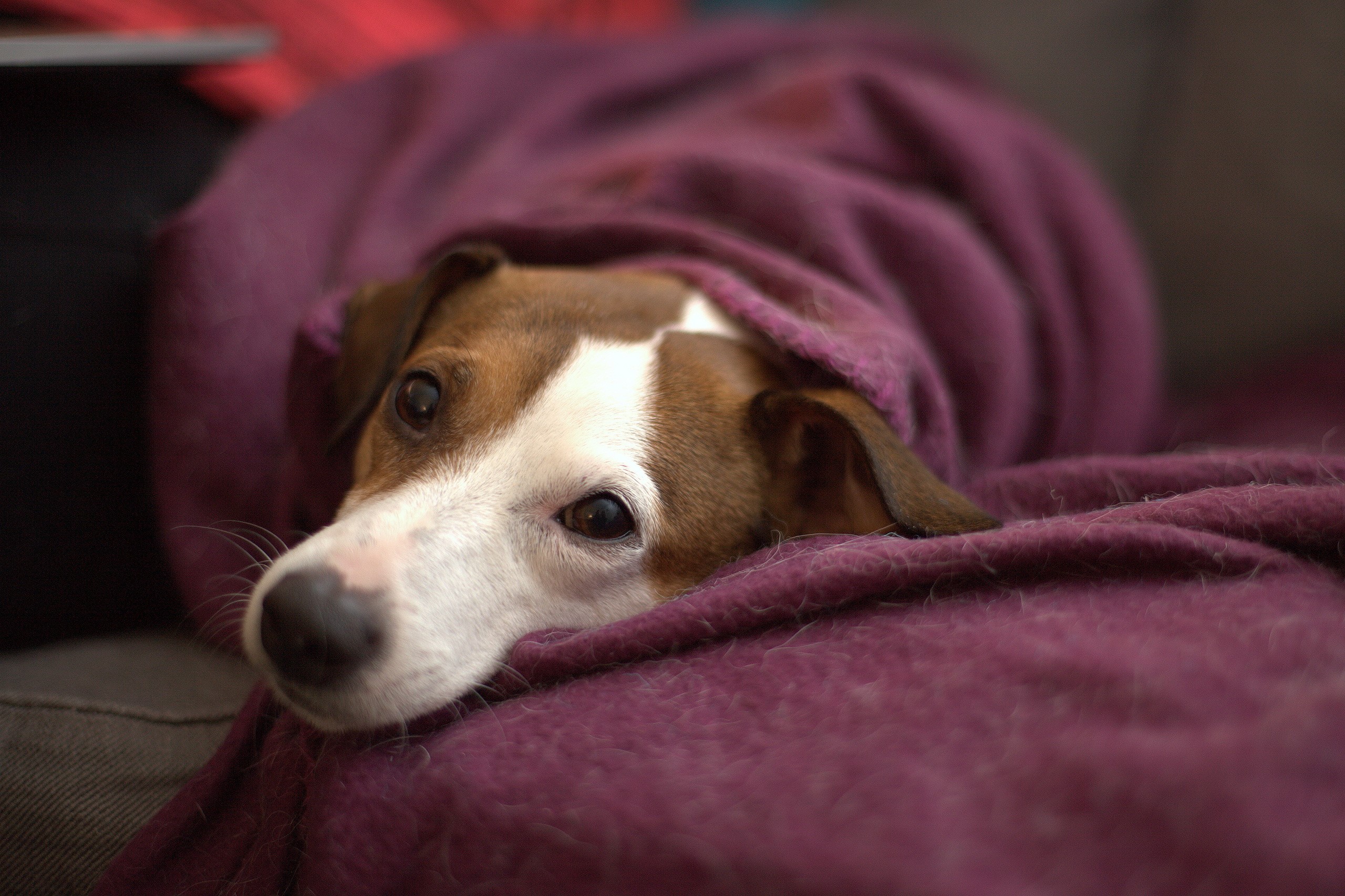 Jack Russell terrier wrapped in a purple blanket HD Wallpaper