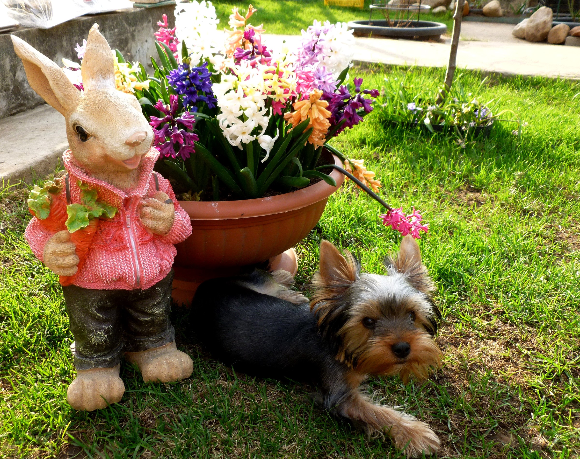 Yorkshire terrier and bunny sculpture with hyacinths in garden HD Wallpaper