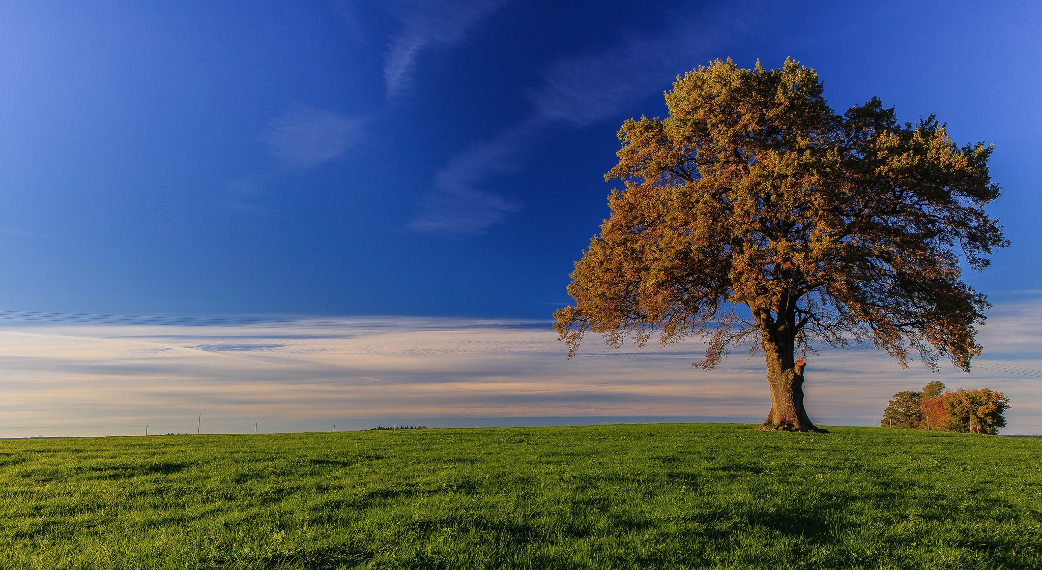 Lone tree in a green field under a blue sky HD Wallpaper