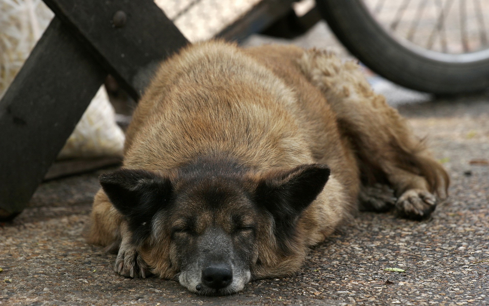 A brown dog sleeping on the ground HD Wallpaper
