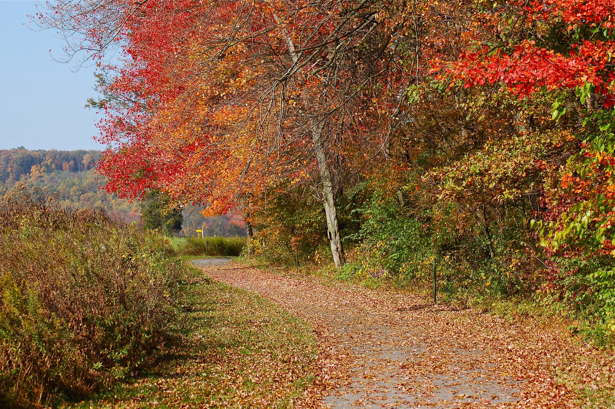Autumn trail with colorful trees and fallen leaves HD Wallpaper