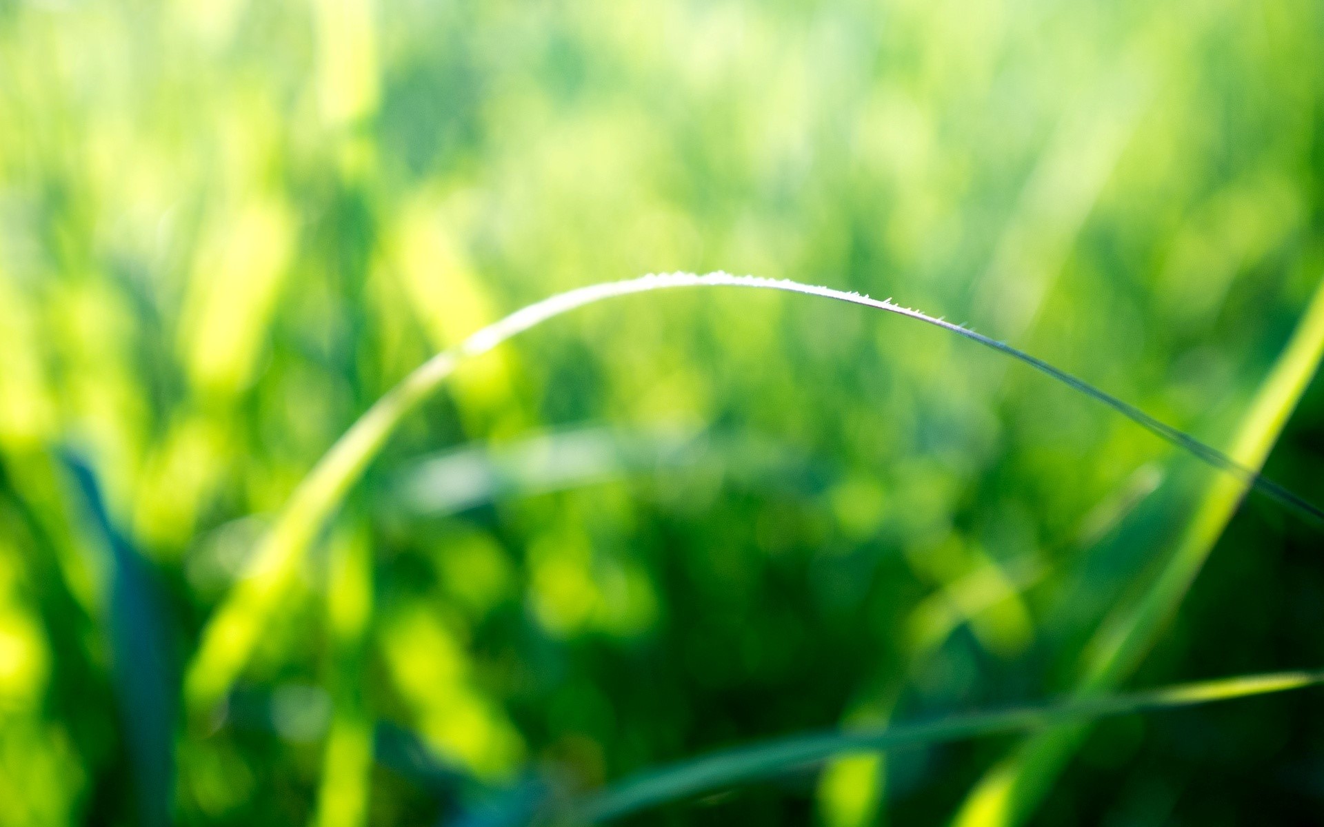 Closeup of grass with dew drops HD Wallpaper