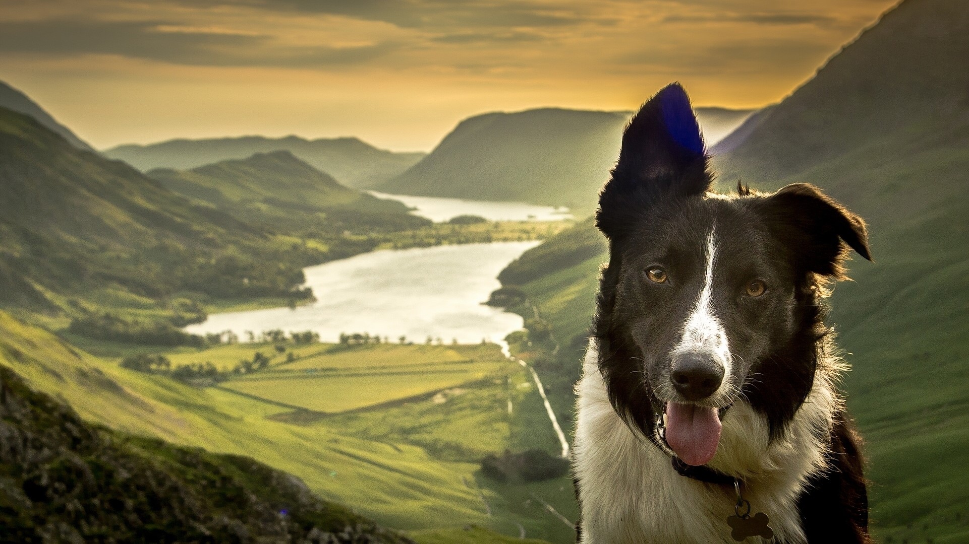 Border Collie dog in a mountain landscape with a lake HD Wallpaper