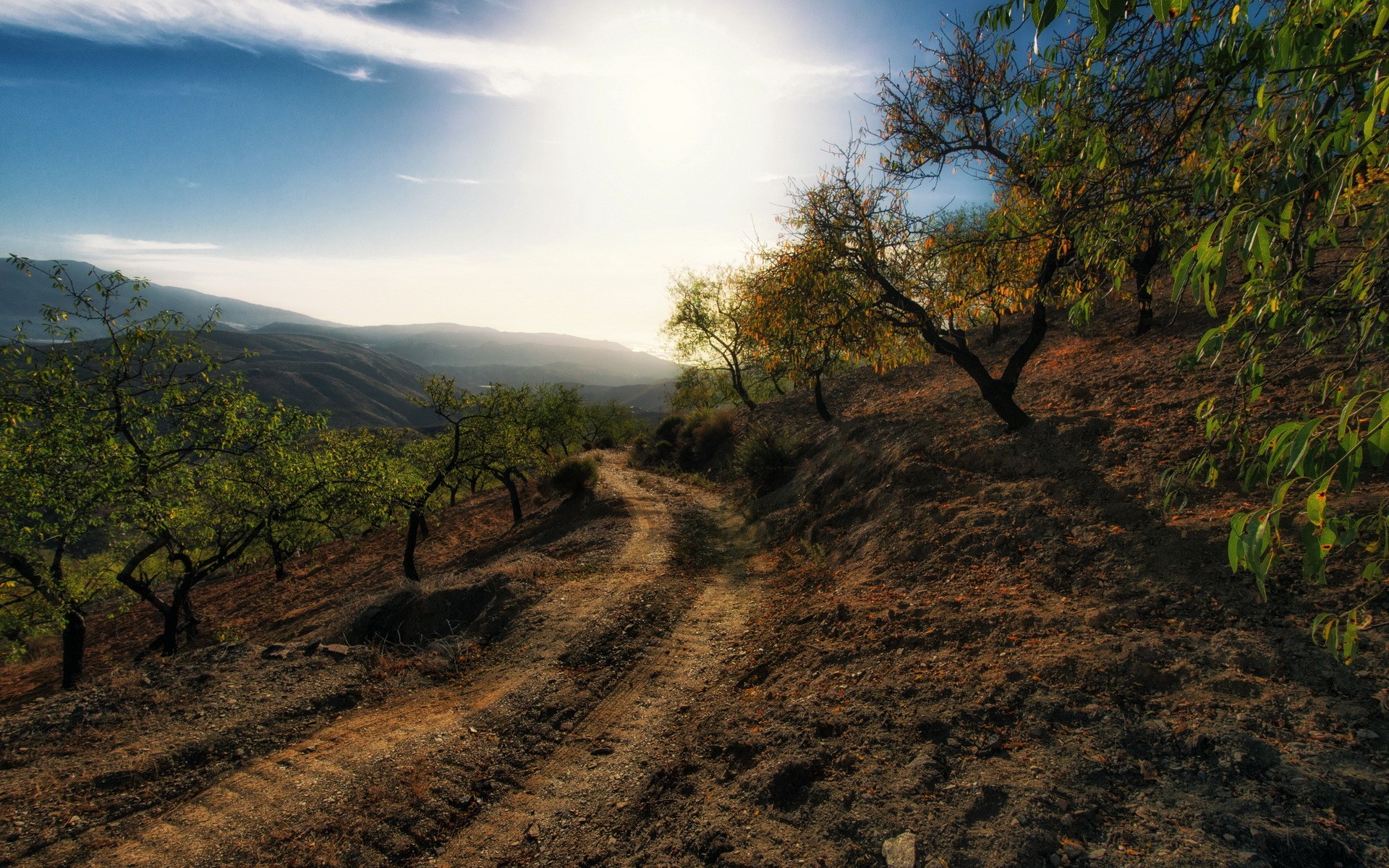 Dirt road through a terraced orchard on a hillside HD Wallpaper