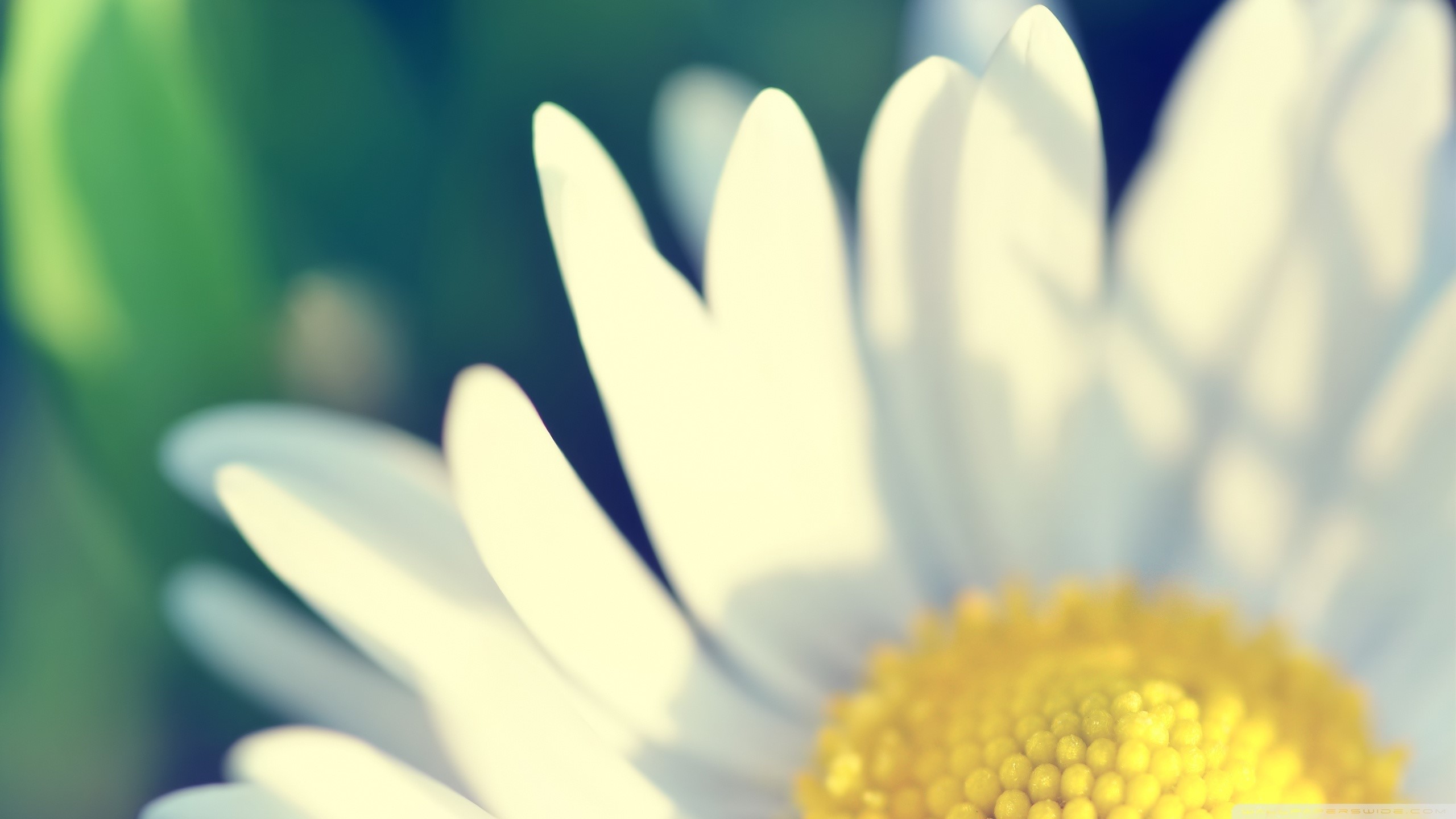 Close-up of a white chamomile flower with yellow center HD Wallpaper