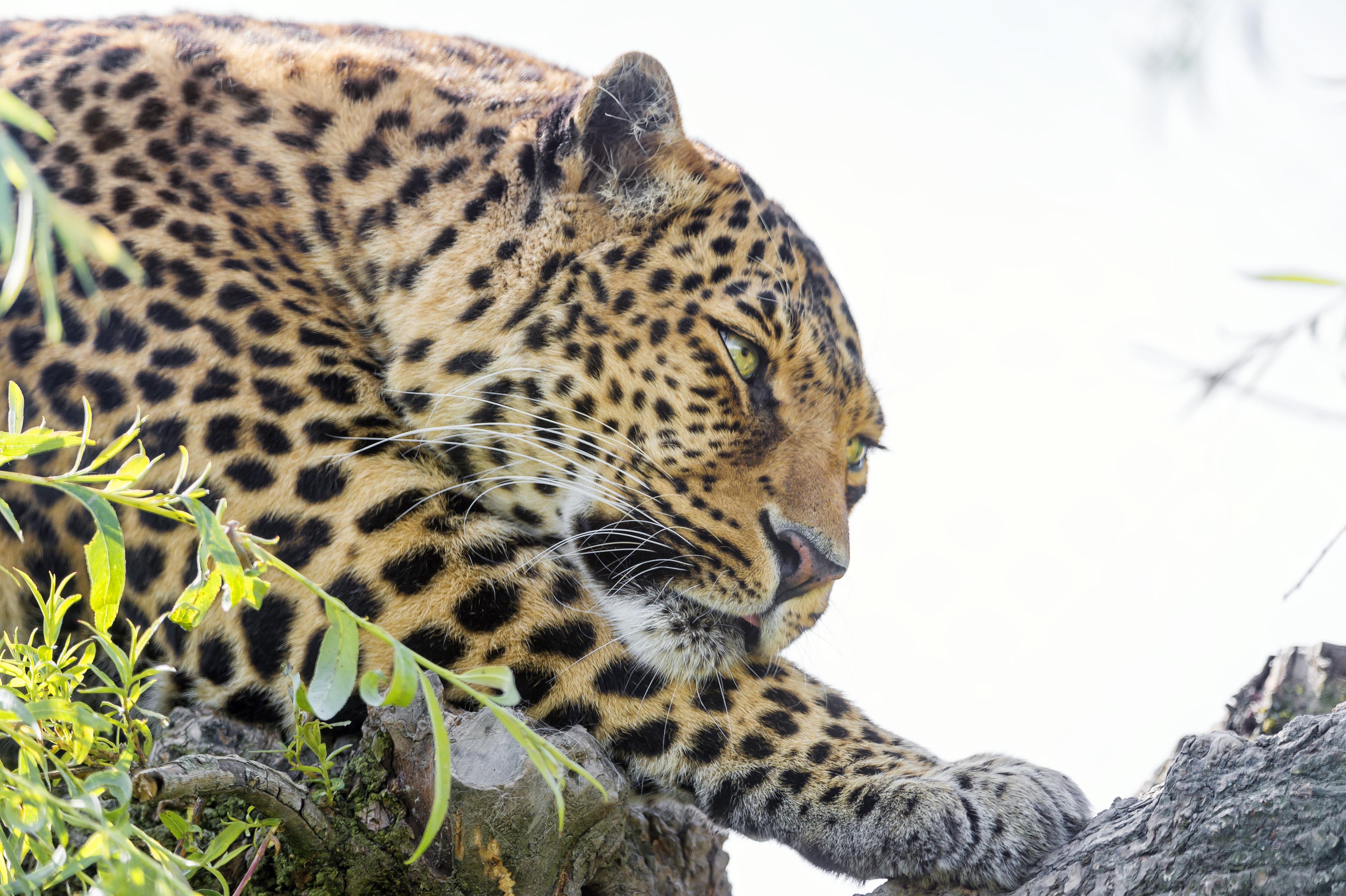 Leopard resting on a tree branch HD Wallpaper