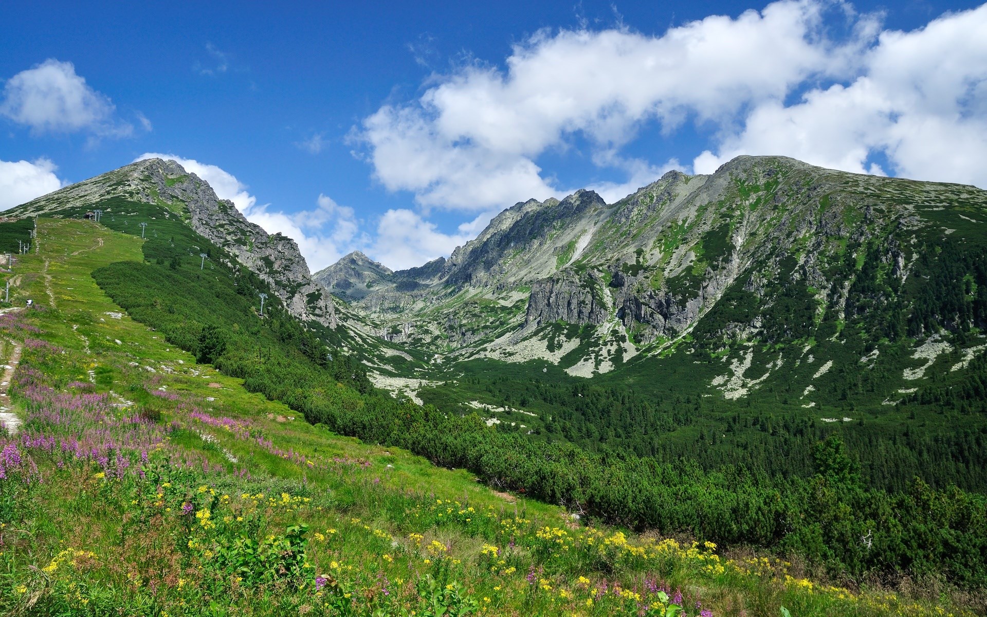 Green mountain valley with wildflowers and blue sky HD Wallpaper