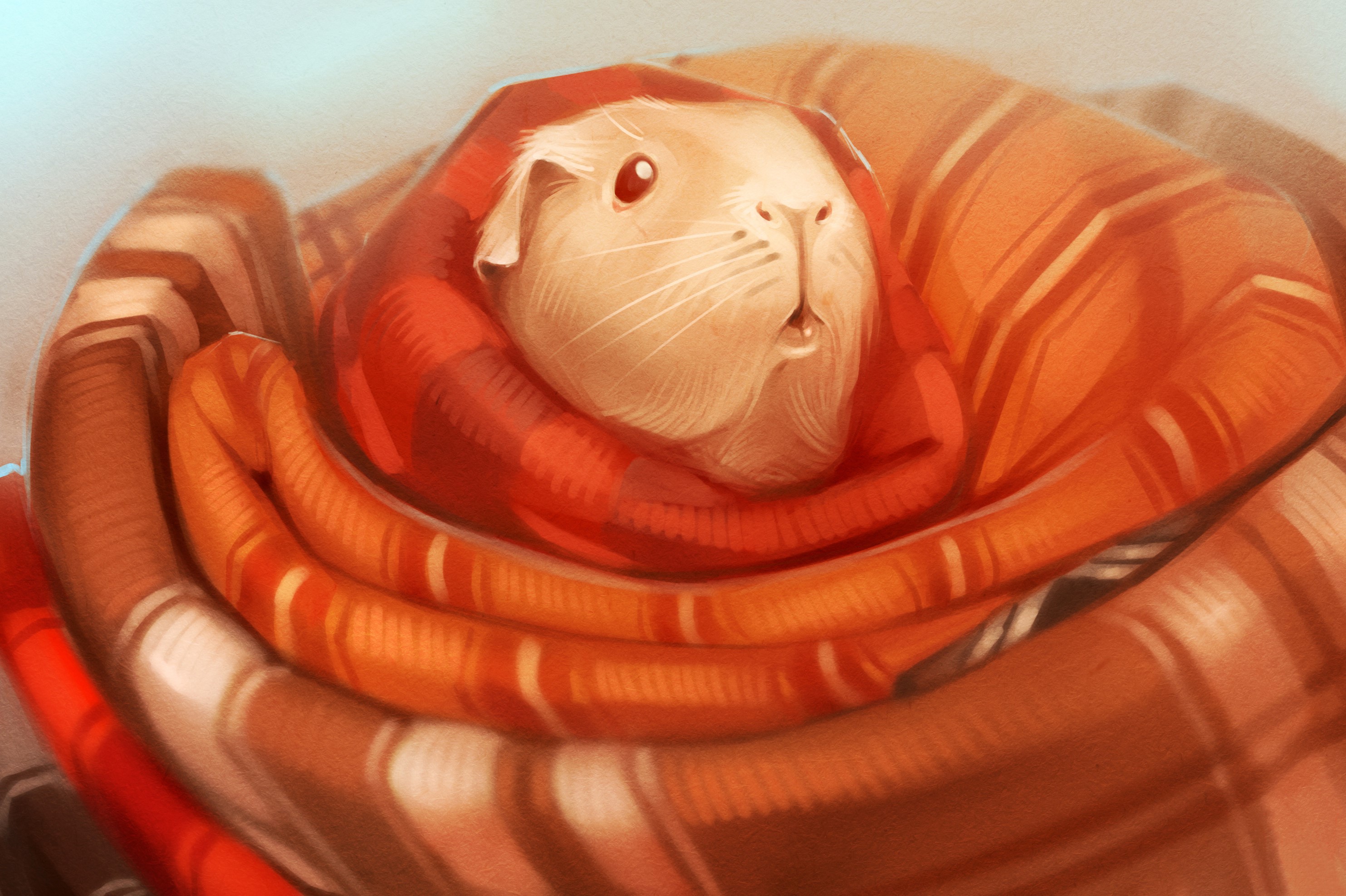 Guinea pig wrapped in a blanket HD Wallpaper