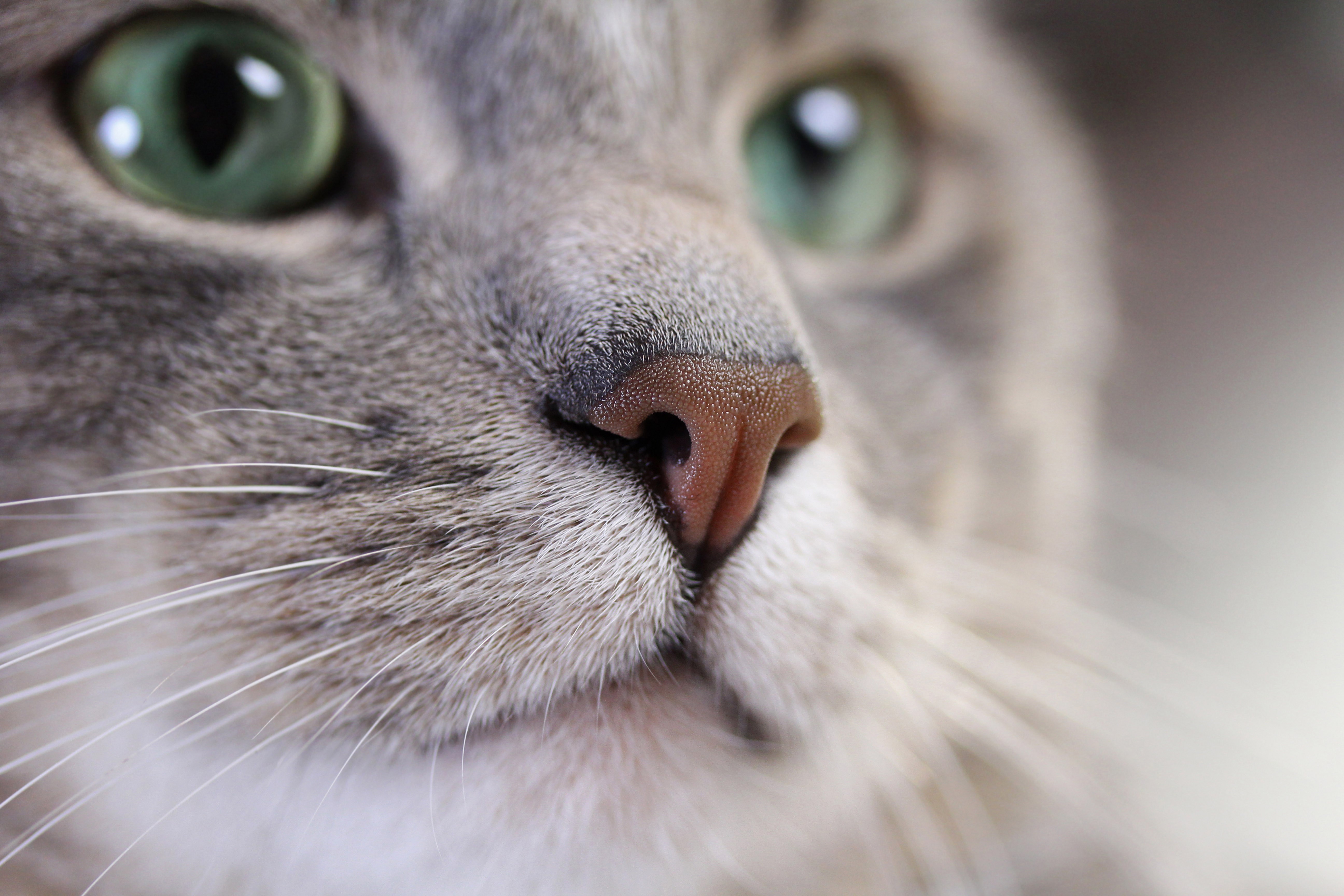 Close-up of a cat's face with green eyes and whiskers HD Wallpaper