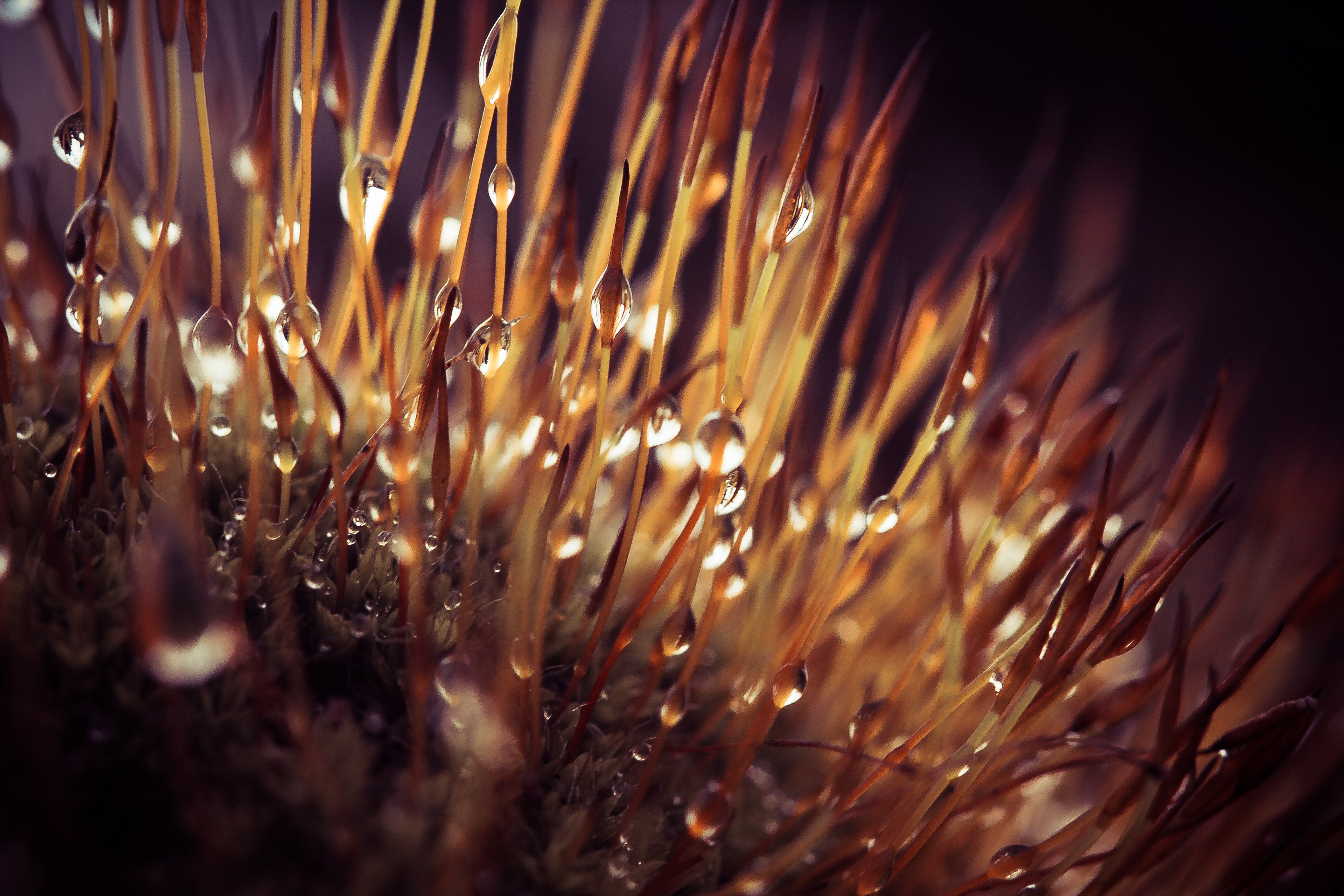 Macro shot of moss with water drops HD Wallpaper