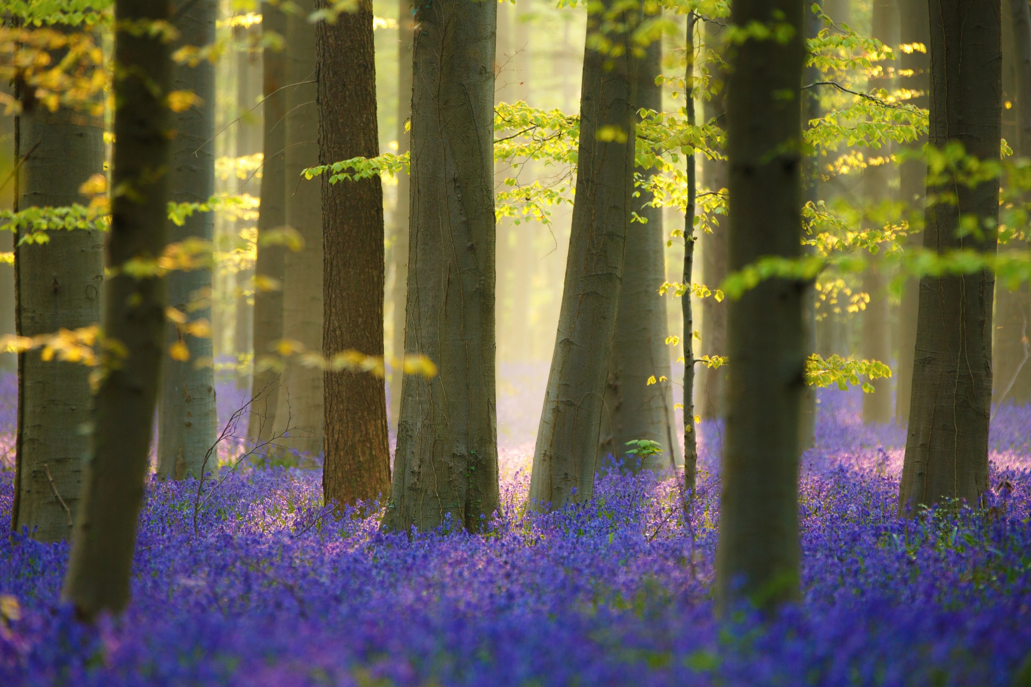 Forest floor covered in bluebells with sunlight filtering through trees HD Wallpaper