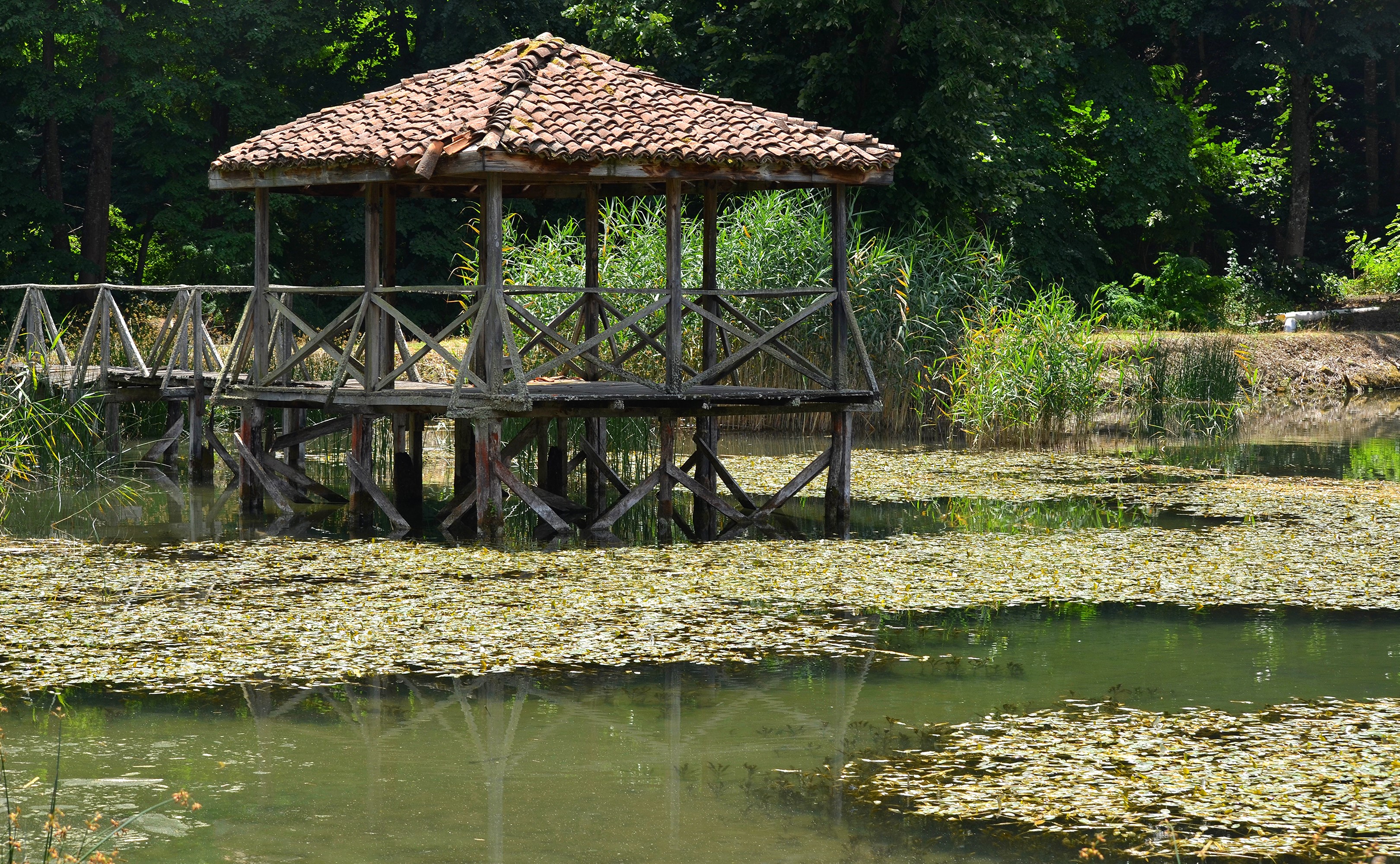 Wooden gazebo and bridge over a lily pad covered lake HD Wallpaper