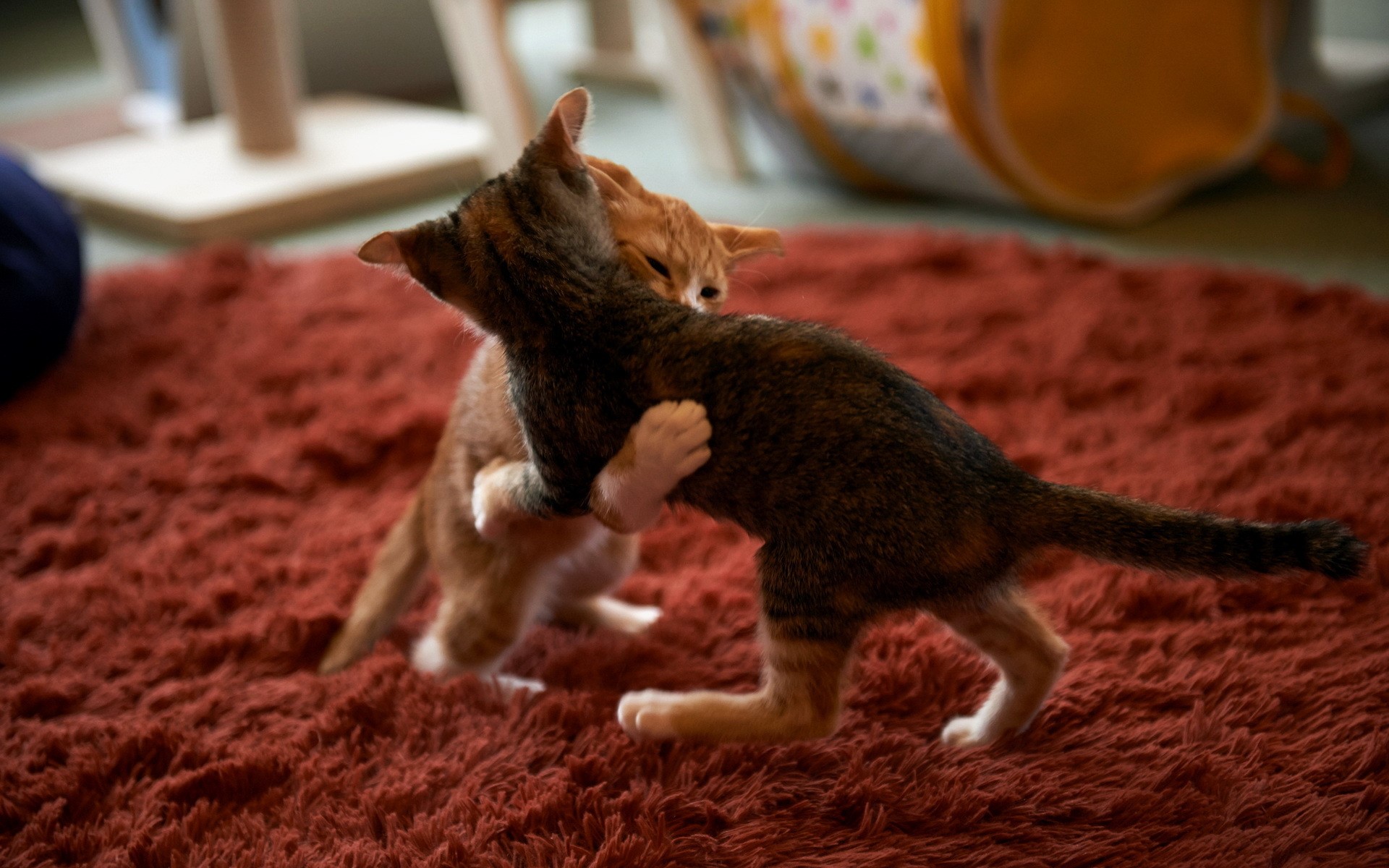Two kittens wrestling on a red rug HD Wallpaper