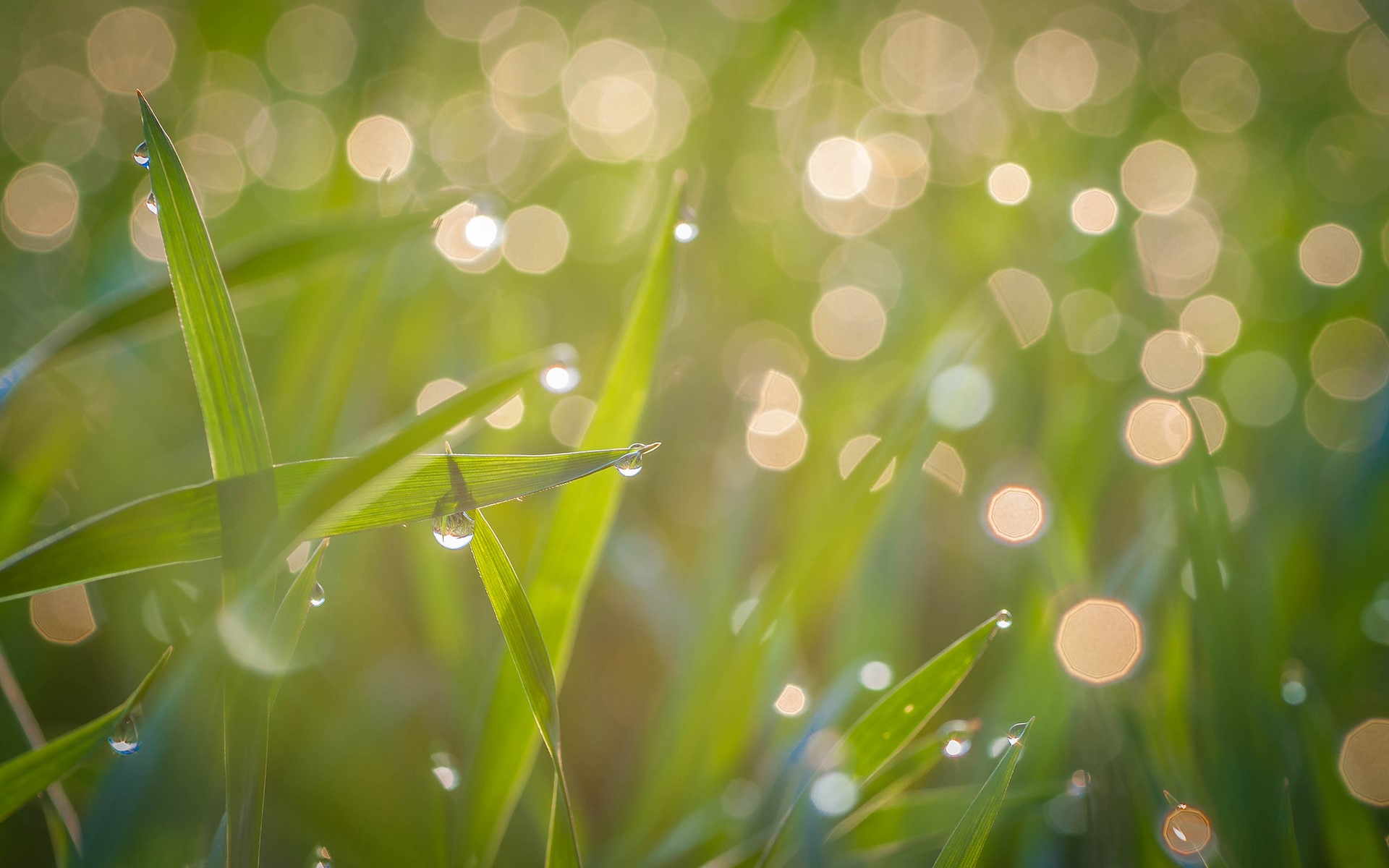 Dew drops on green grass blades with bokeh background HD Wallpaper