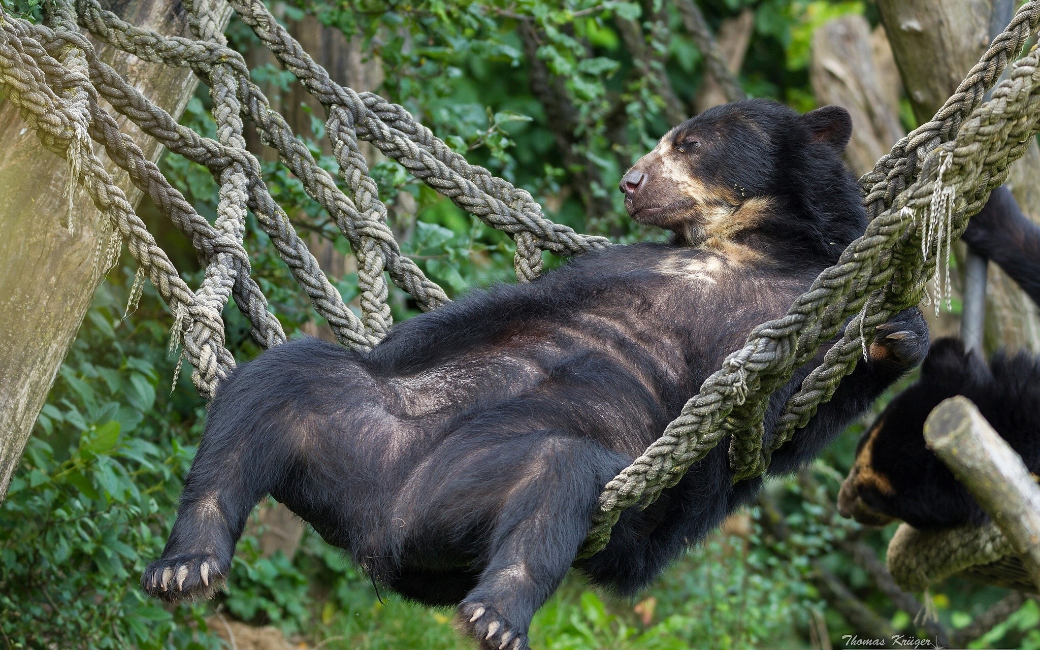 Spectacled bear resting in a hammock HD Wallpaper