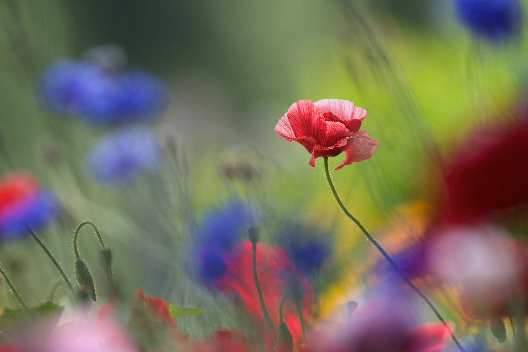 Red poppy flower in a field of wildflowers HD Wallpaper
