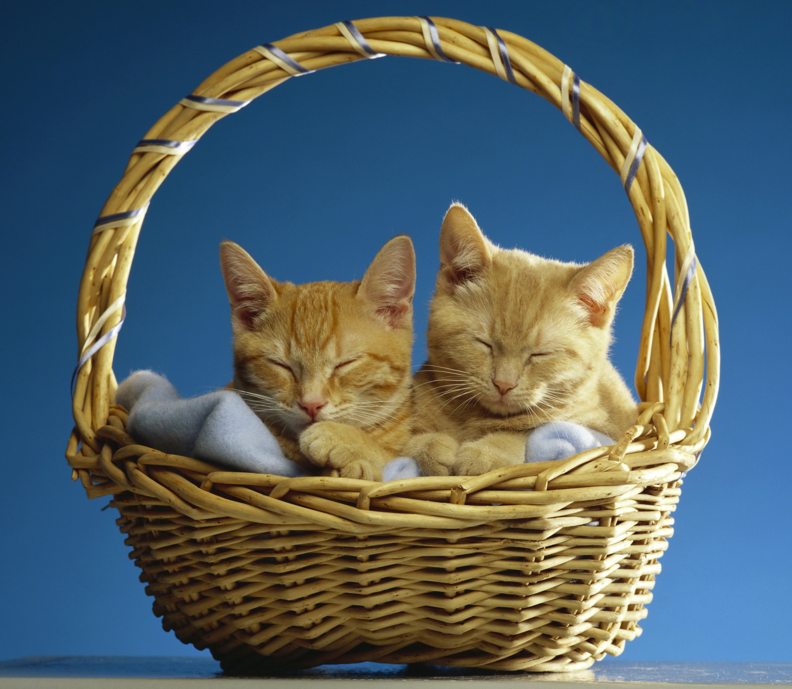 Two ginger kittens sleeping in a wicker basket HD Wallpaper