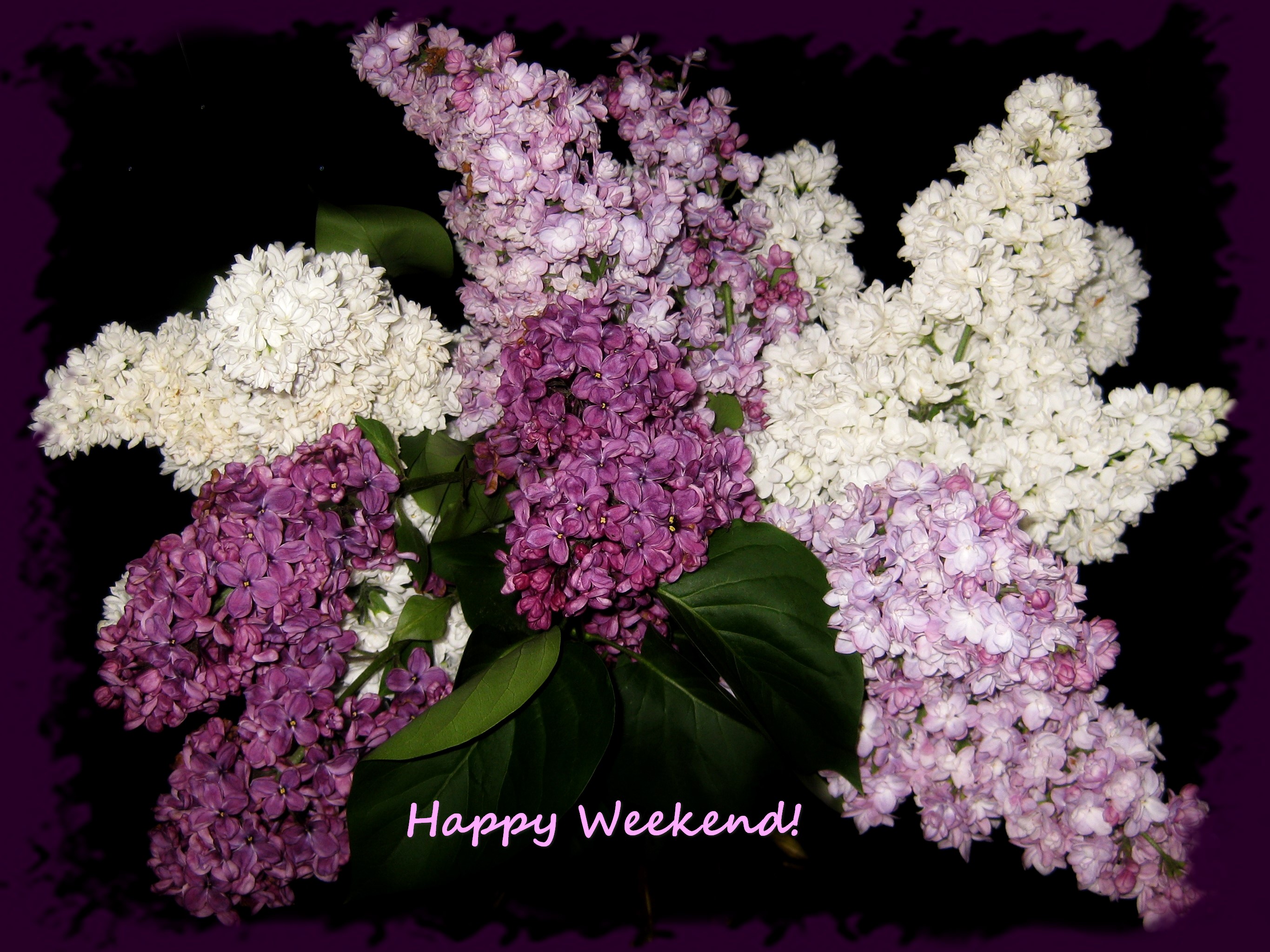 Bouquet of white and purple lilacs with text HD Wallpaper