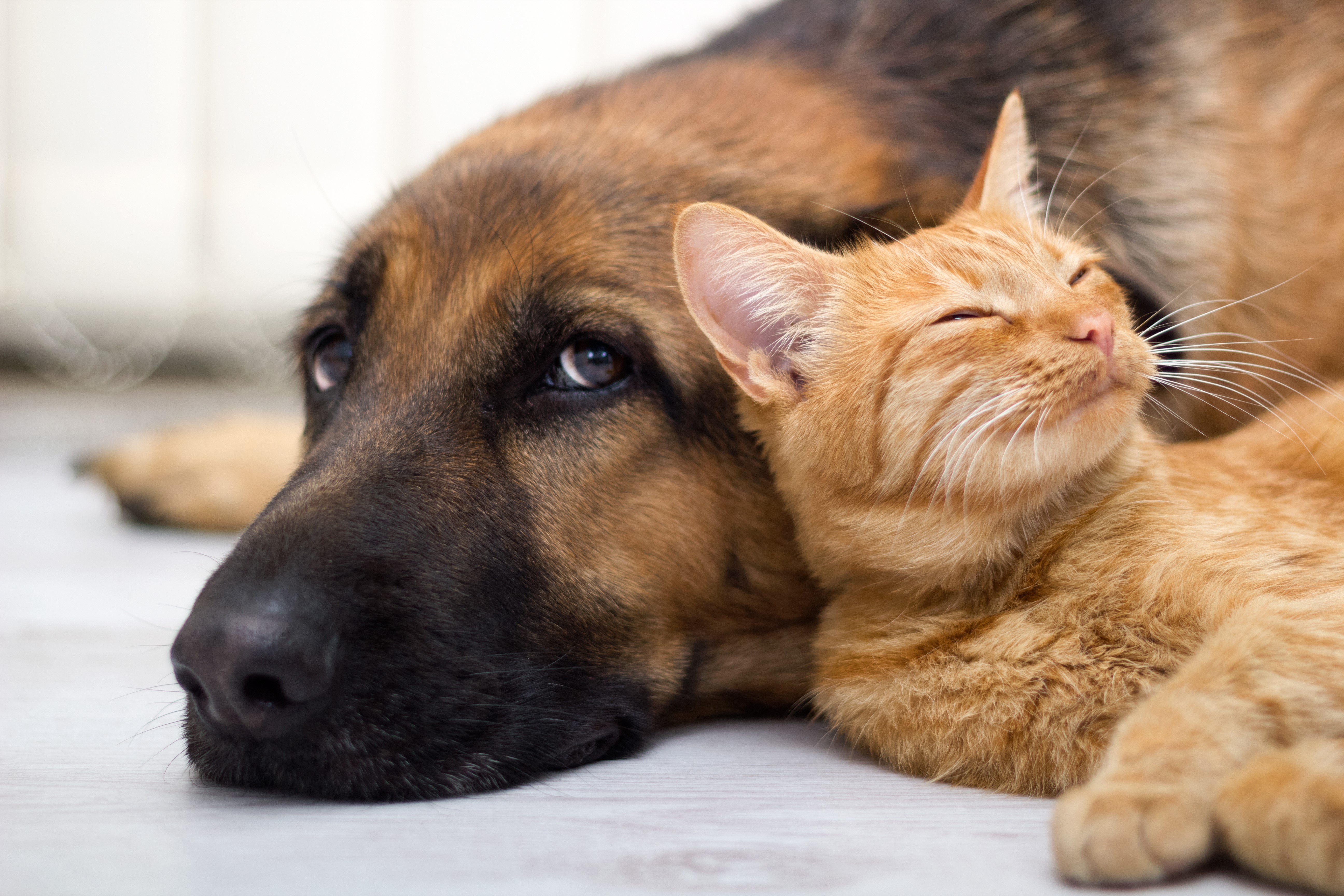German Shepherd Dog and Orange Cat Resting Together HD Wallpaper