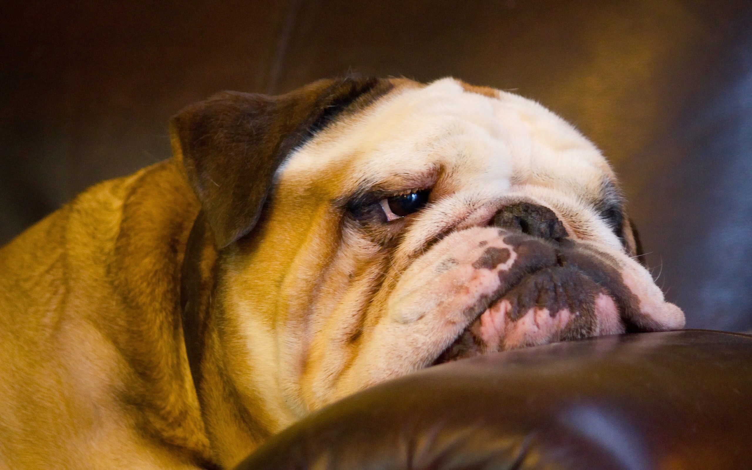 English Bulldog resting on a couch HD Wallpaper