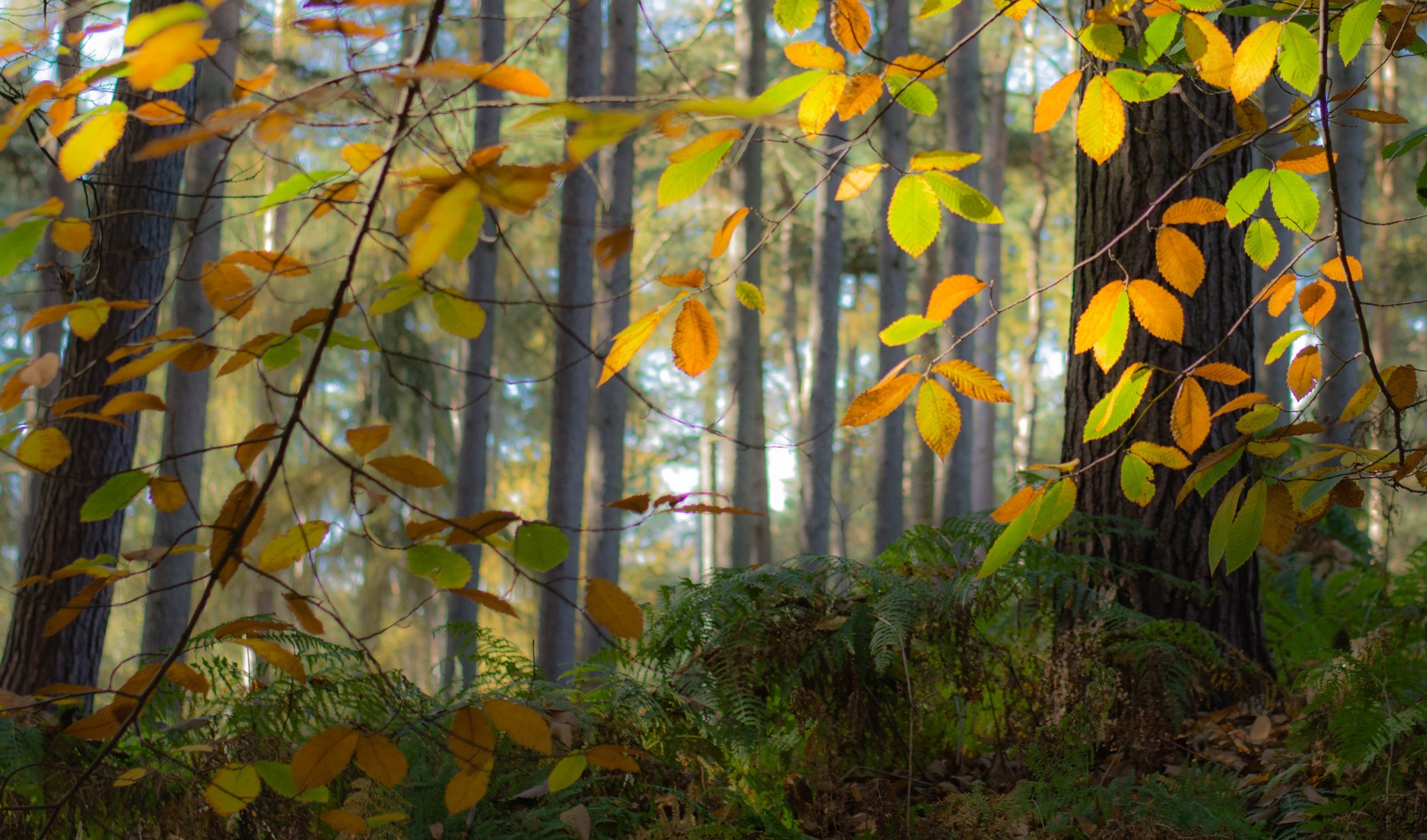 Autumn forest with colorful leaves and ferns HD Wallpaper
