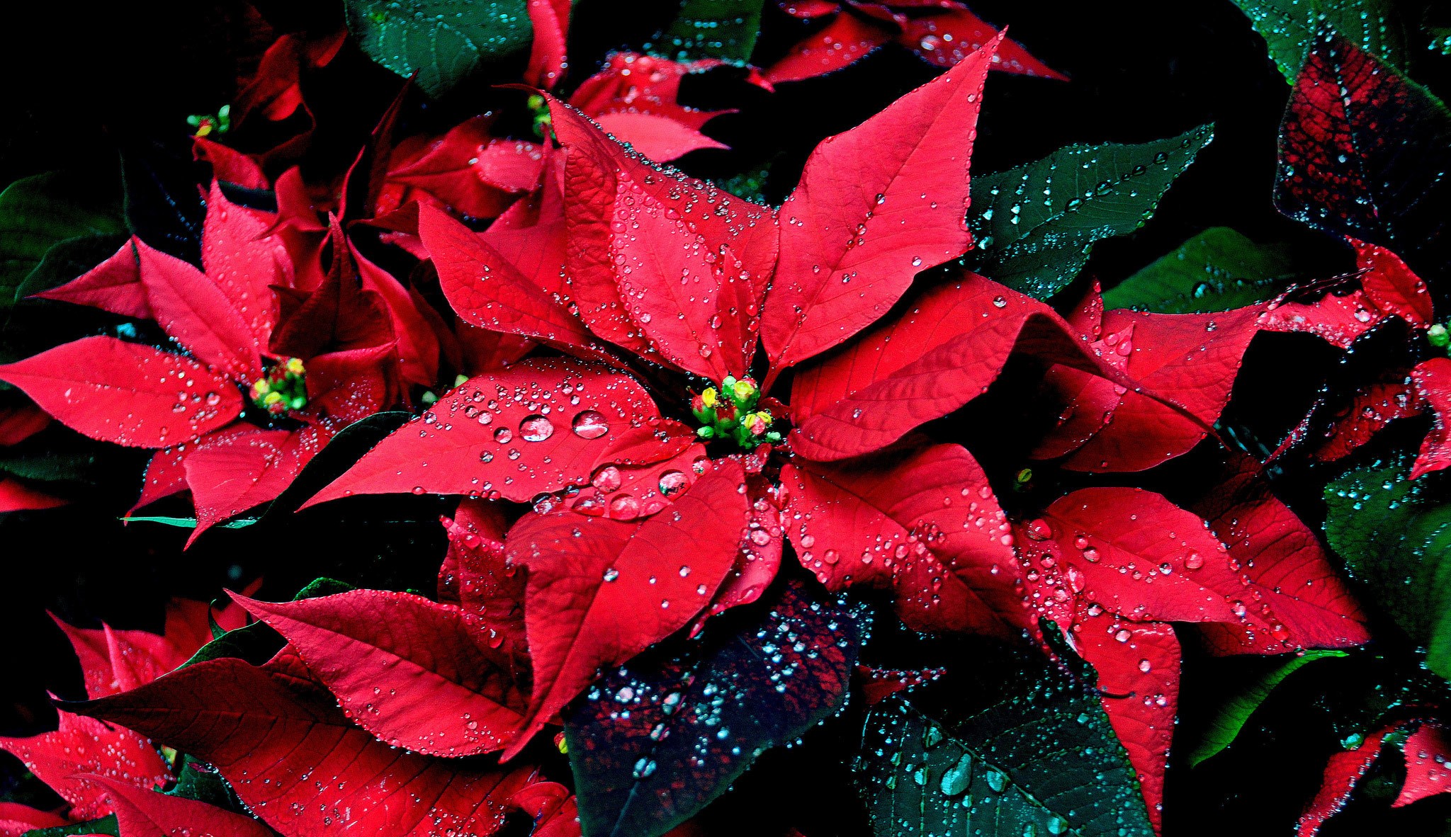 Red Poinsettia flowers with water drops HD Wallpaper