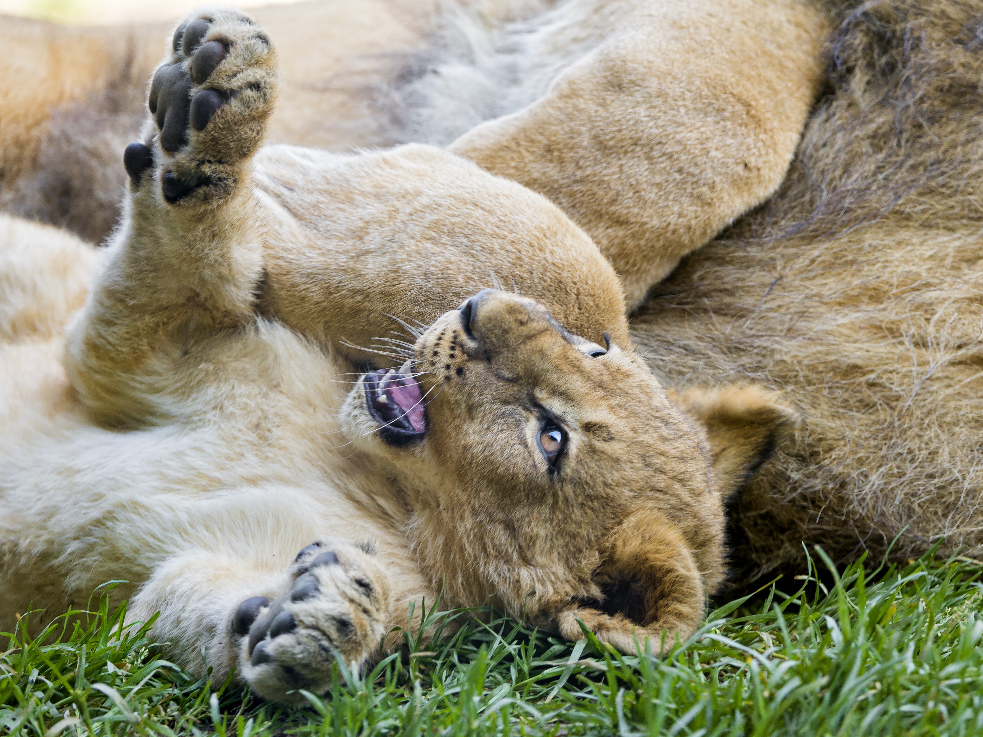 Lion cubs playing on grass HD Wallpaper