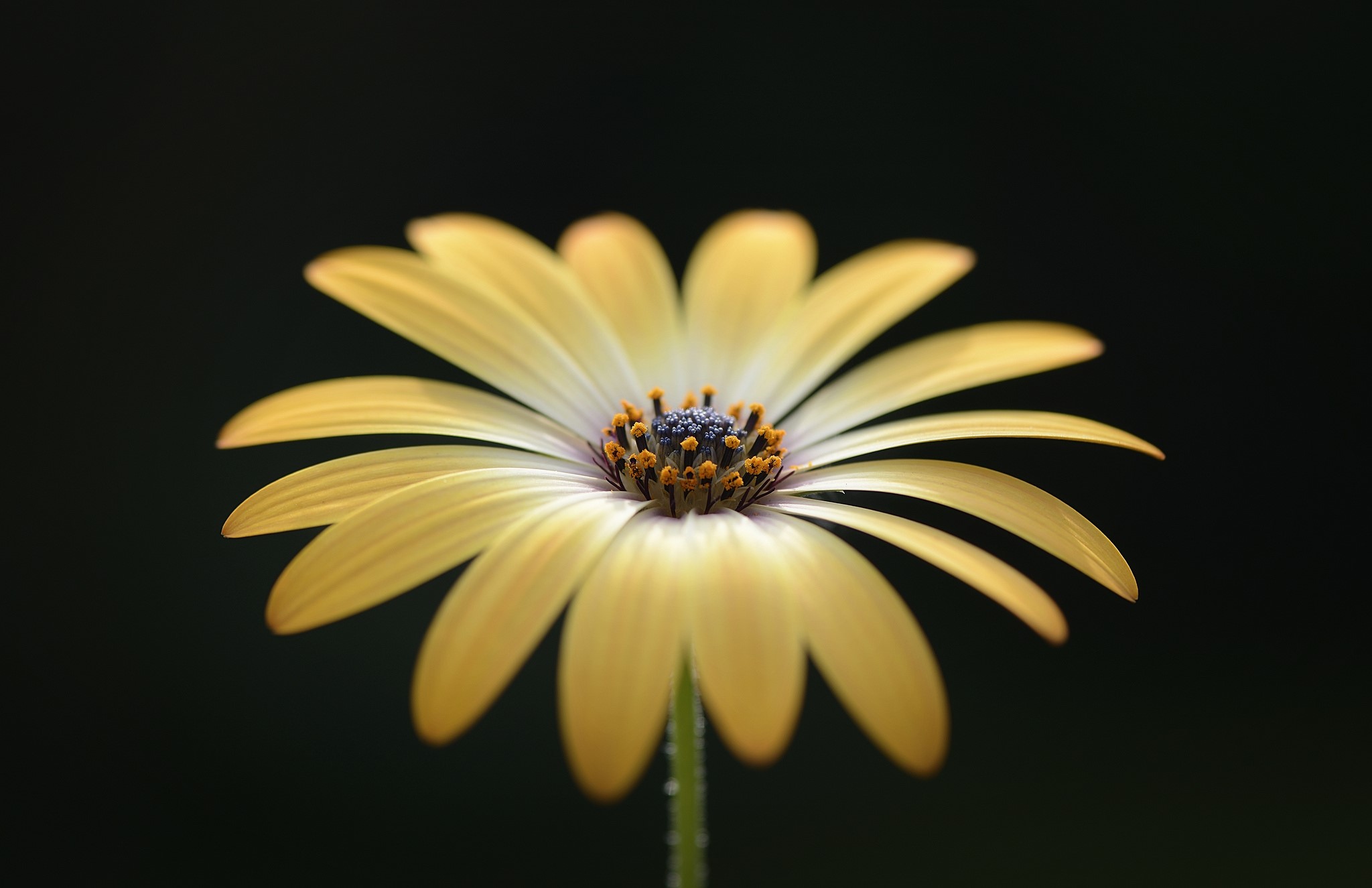 Yellow Gerbera Daisy Closeup HD Wallpaper