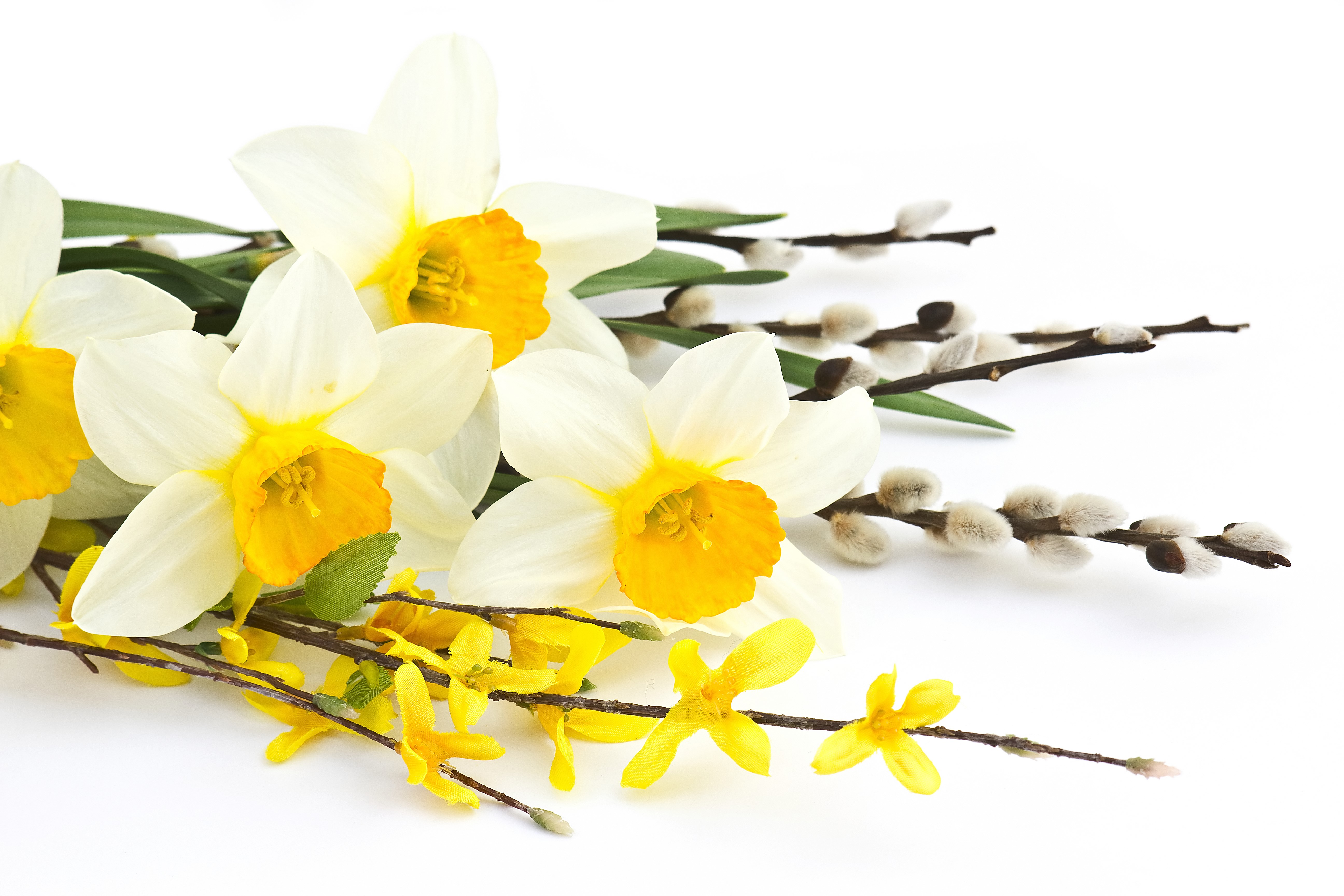 Daffodils and Pussy Willow Branches HD Wallpaper