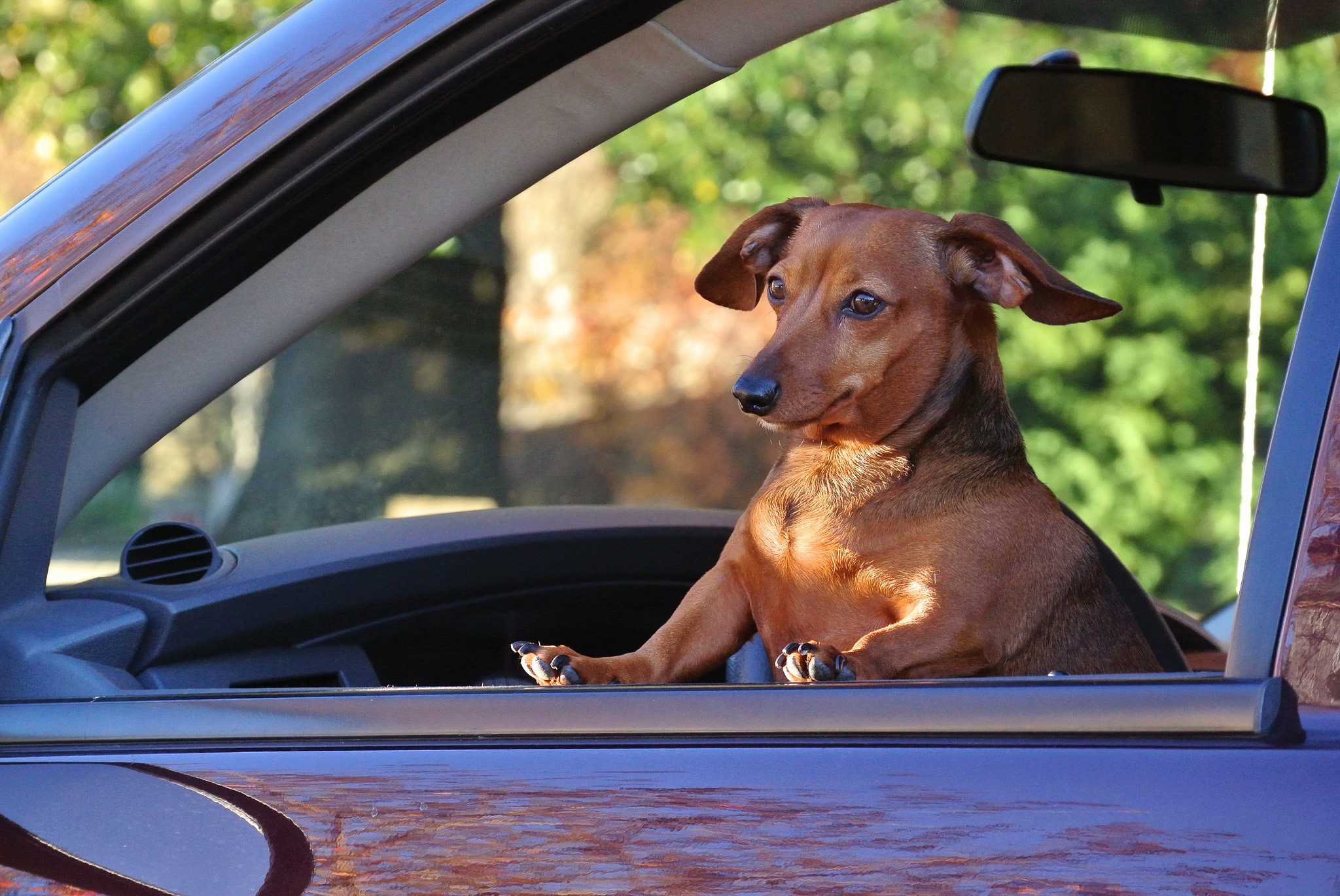 Dachshund dog looking out of a car window HD Wallpaper
