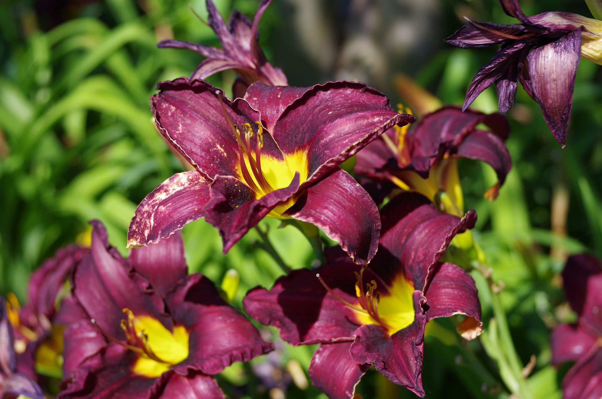 Deep purple lilies with yellow centers HD Wallpaper