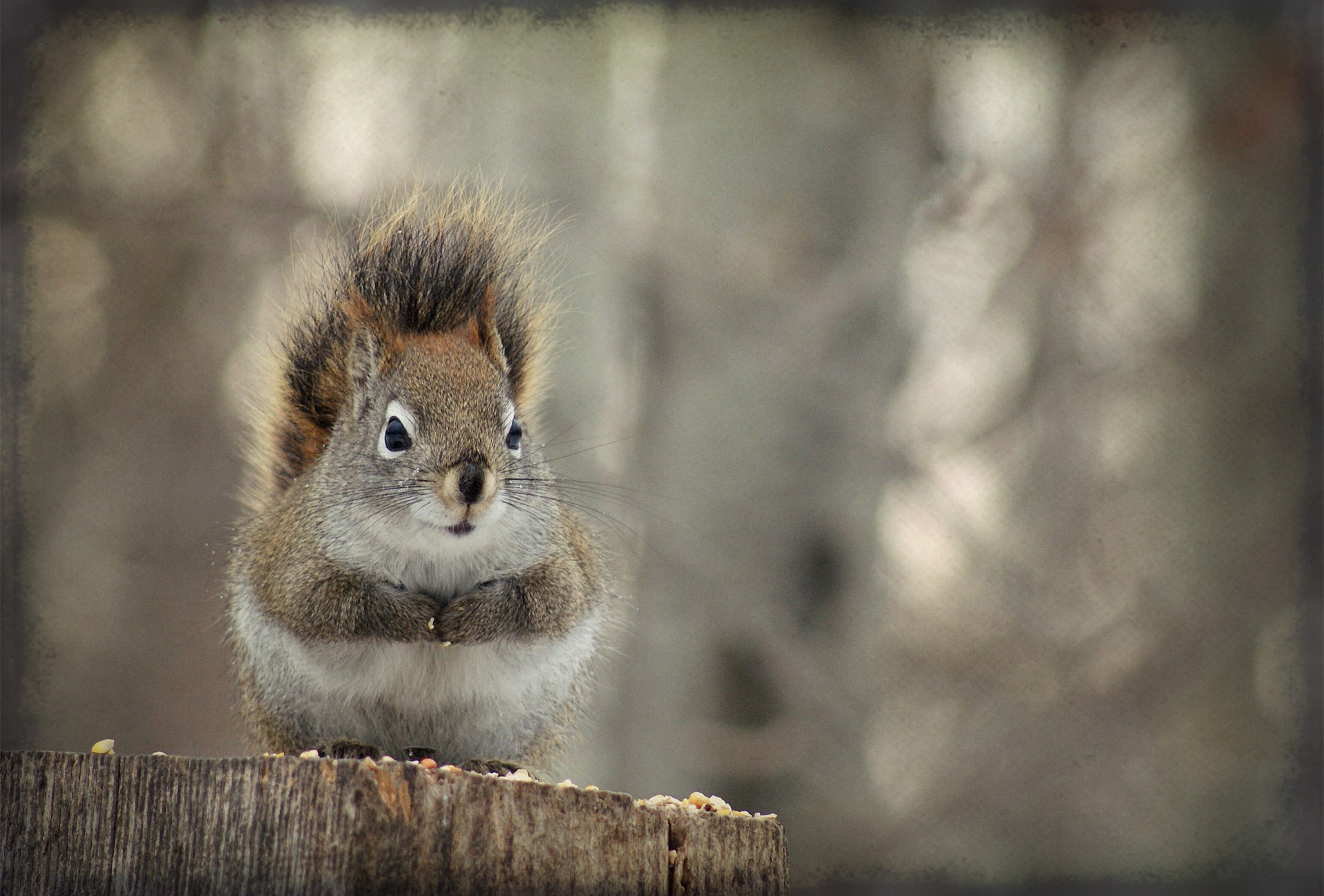 A squirrel sits on a wooden stump with seeds HD Wallpaper