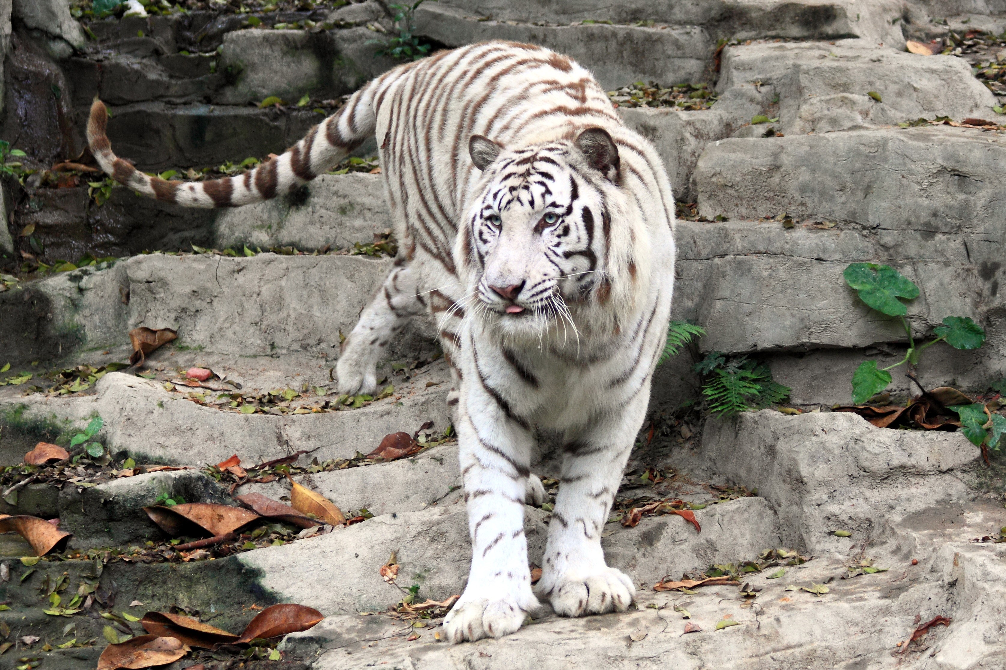 White tiger walking on rocky stairs HD Wallpaper