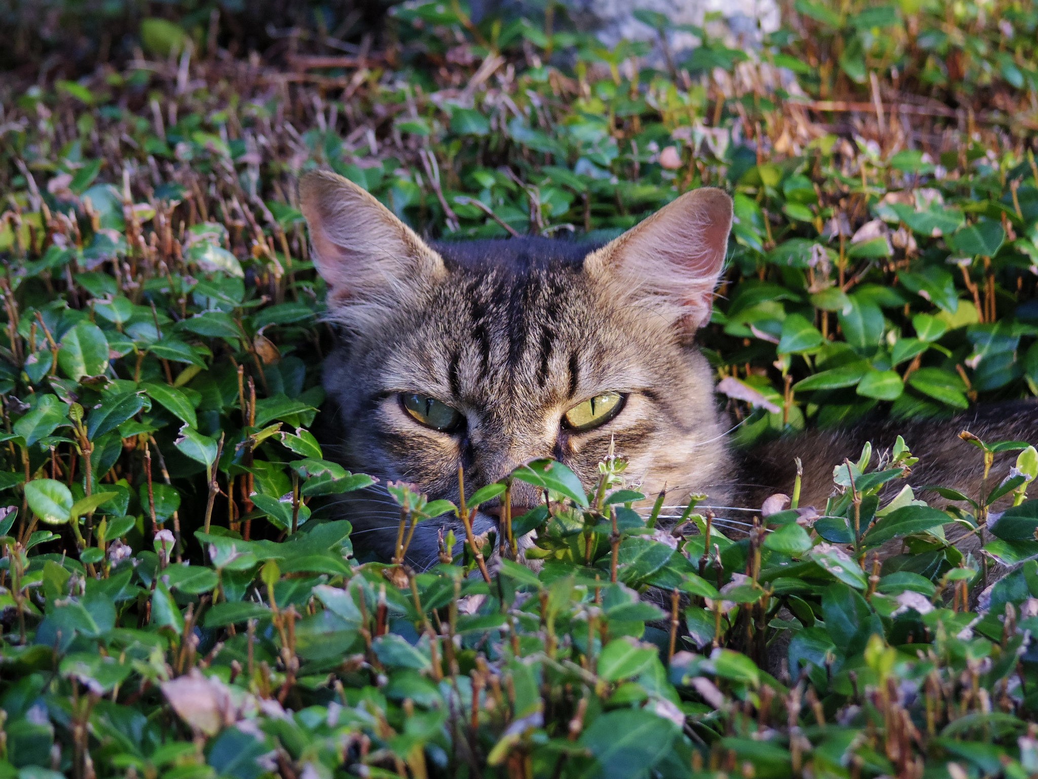 A tabby cat peeking out from green bushes HD Wallpaper