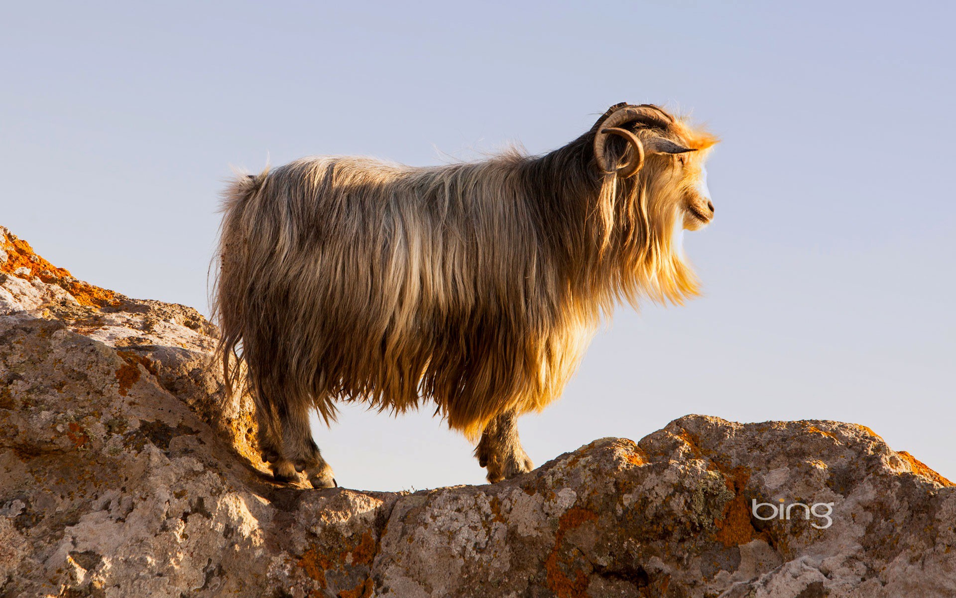 Goat on rocks in Lemnos, Greece HD Wallpaper