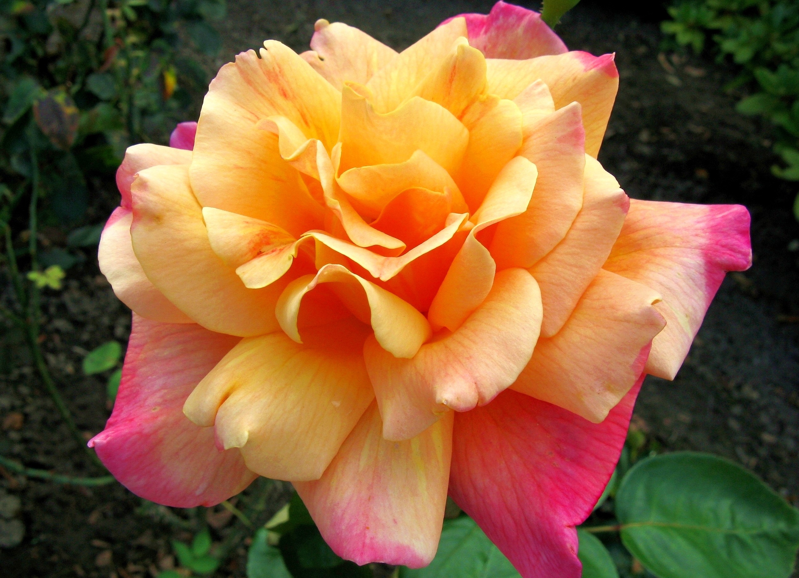 Close-up of a bi-colored rose with yellow and pink petals HD Wallpaper