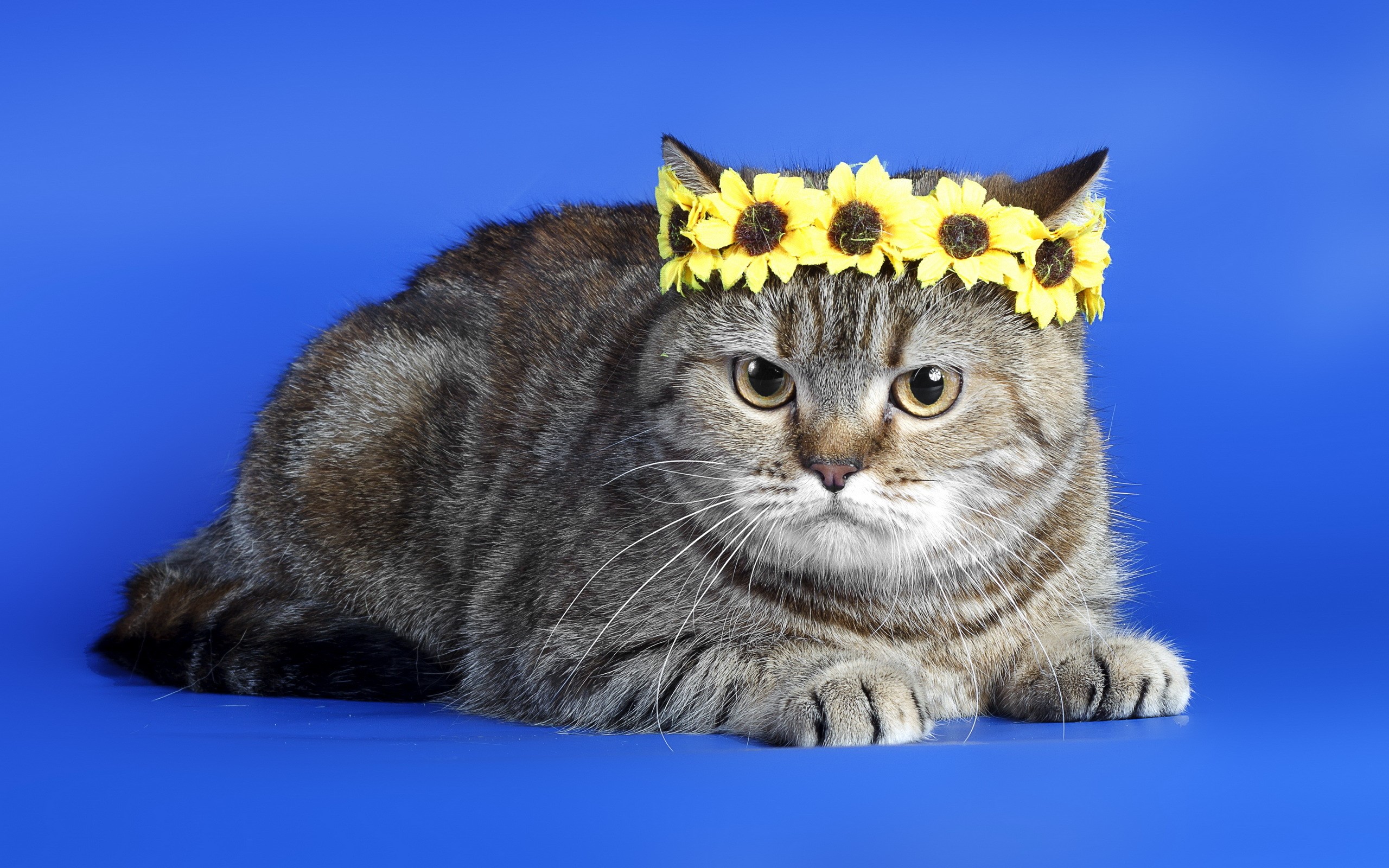 Cat wearing a sunflower crown on blue background HD Wallpaper